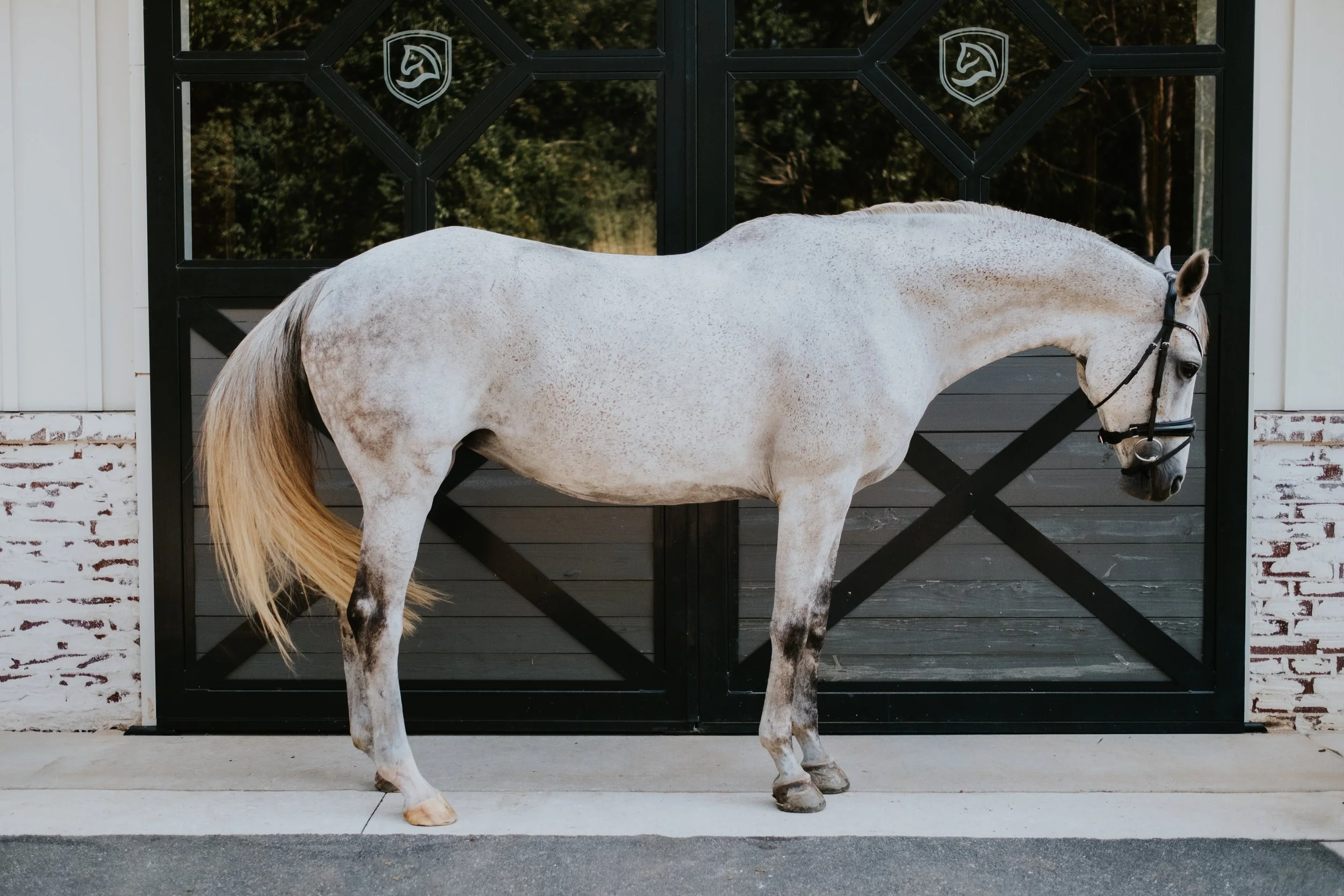 Broodmare LB -11.jpg