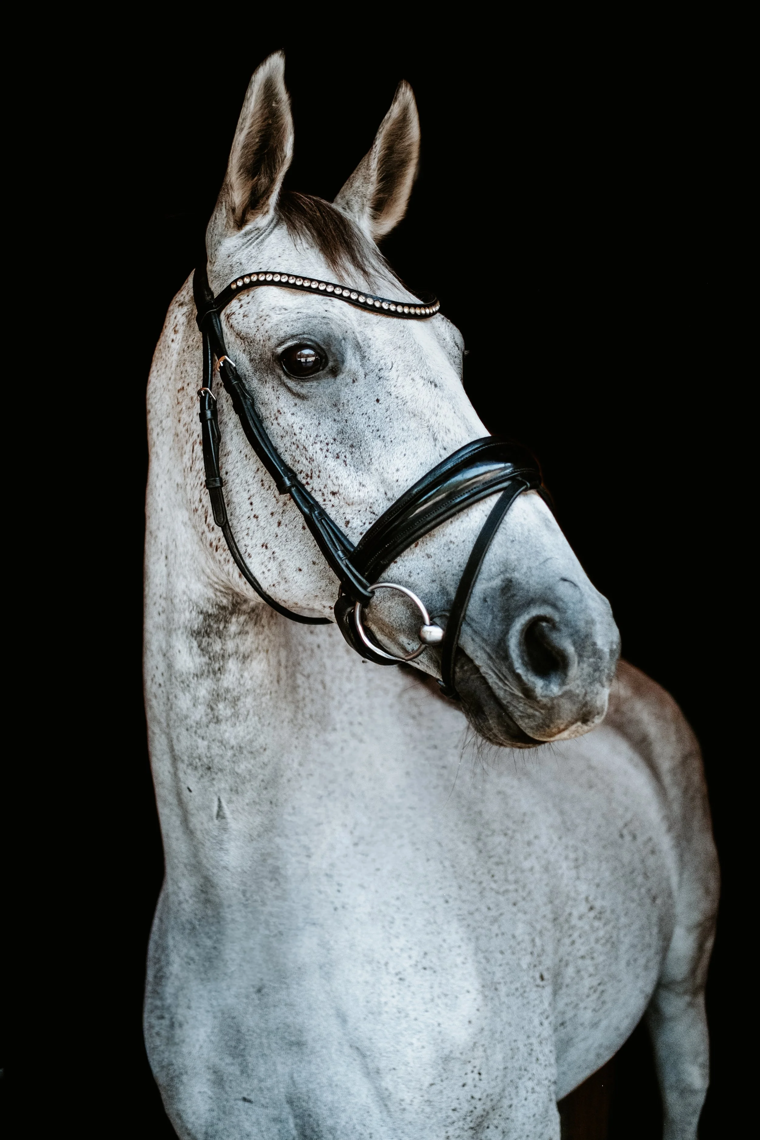 Broodmare LB -12.jpg