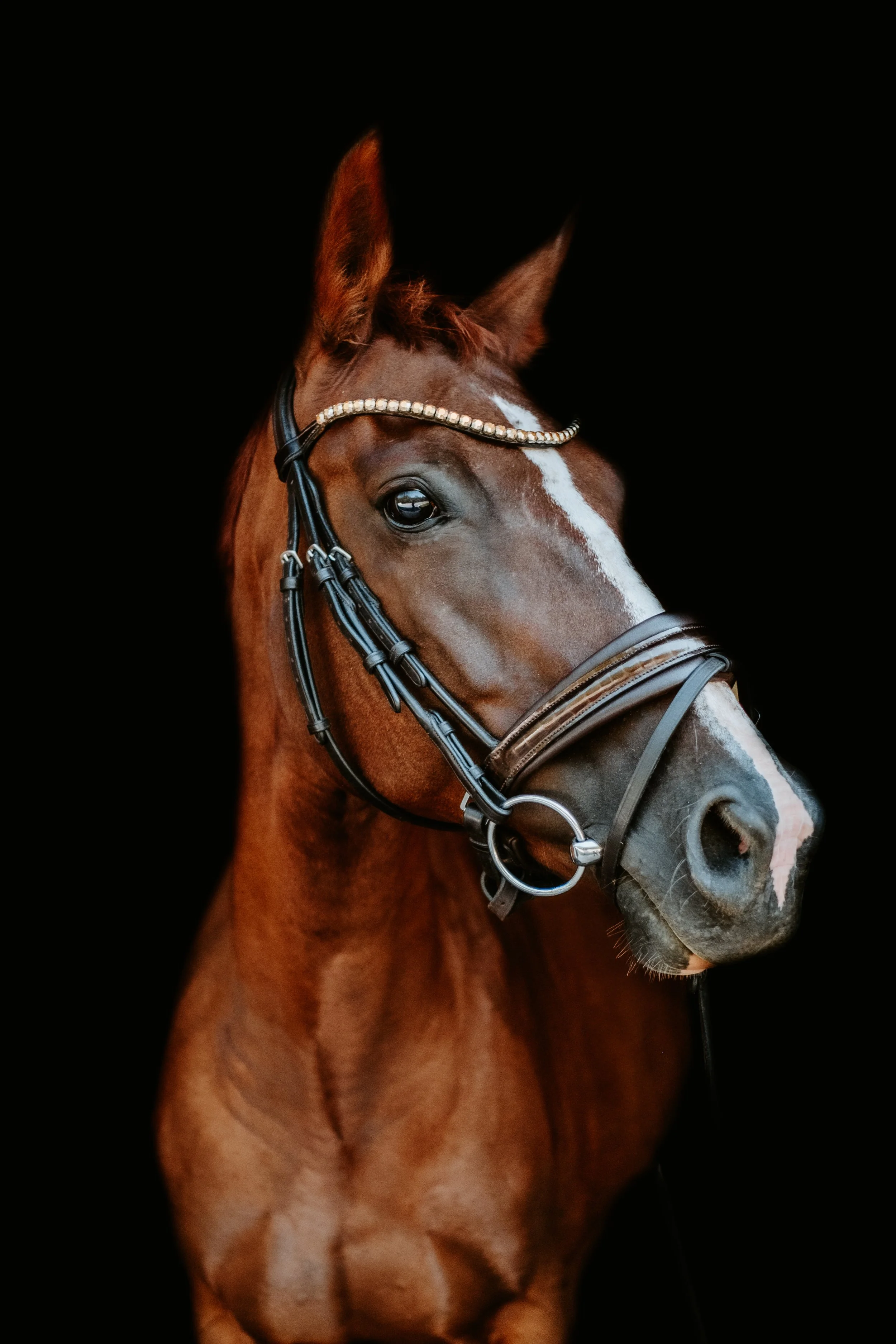 Broodmare LB -9.jpg