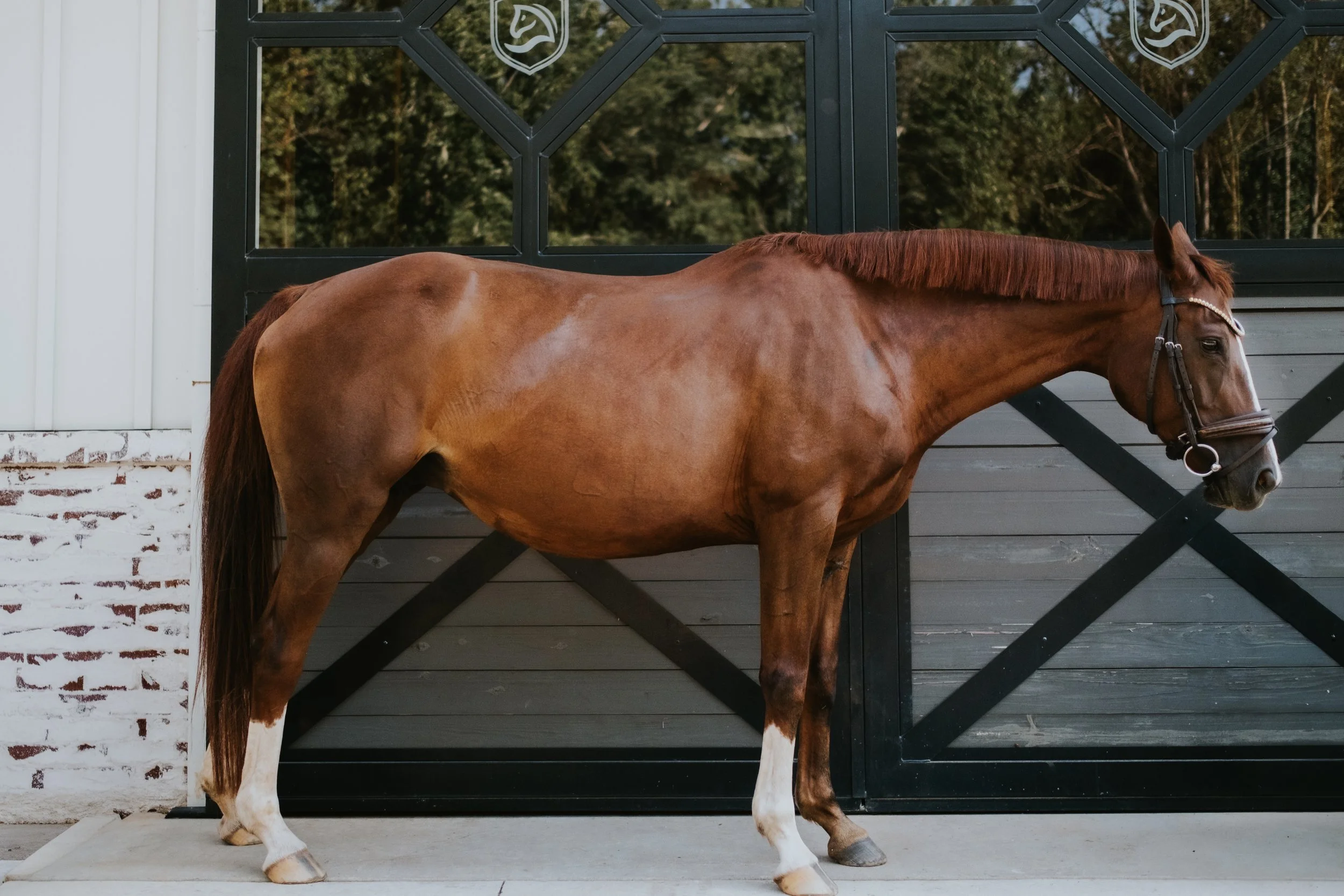 Broodmare LB -10.jpg