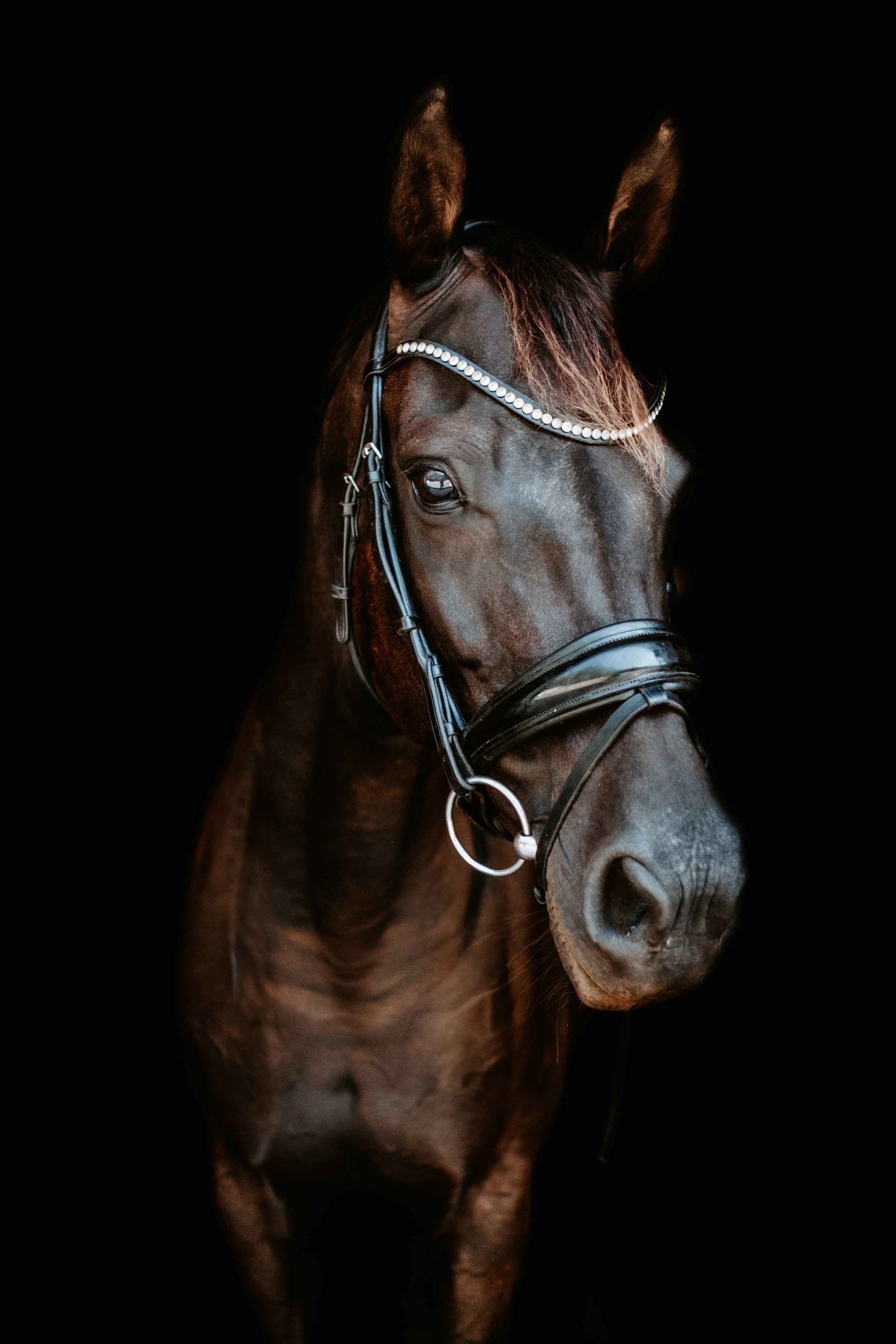 Broodmare LB -13.jpg