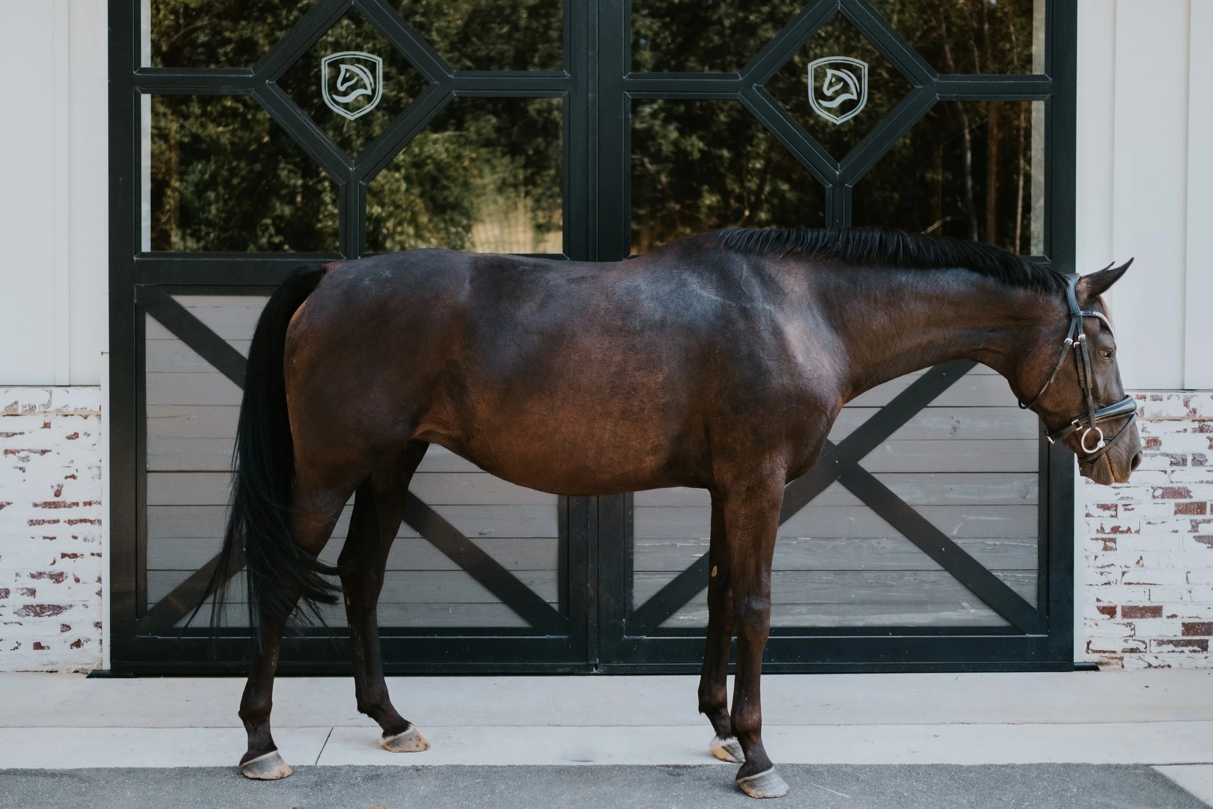 Broodmare LB -14.jpg