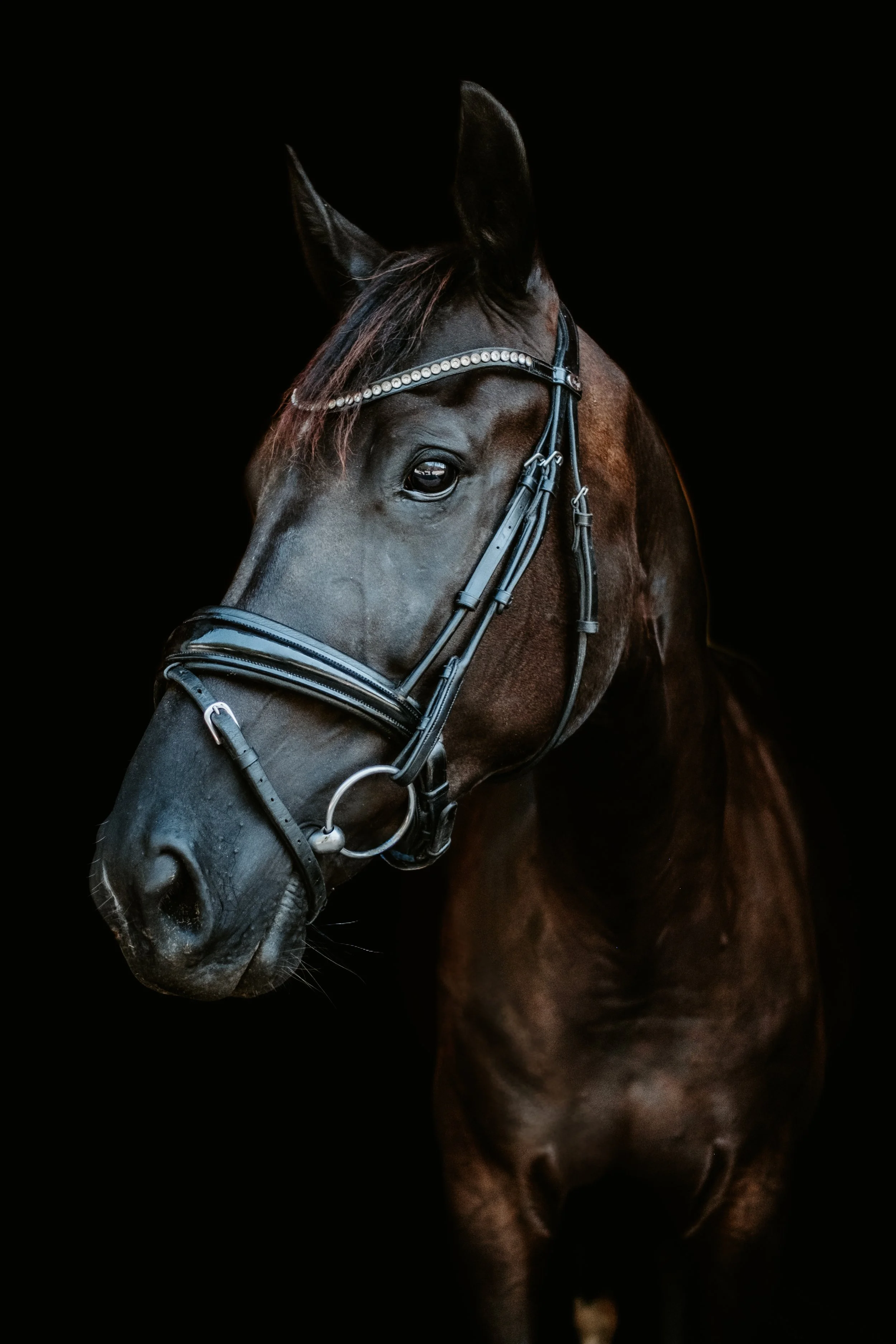 Broodmare LB -7.jpg