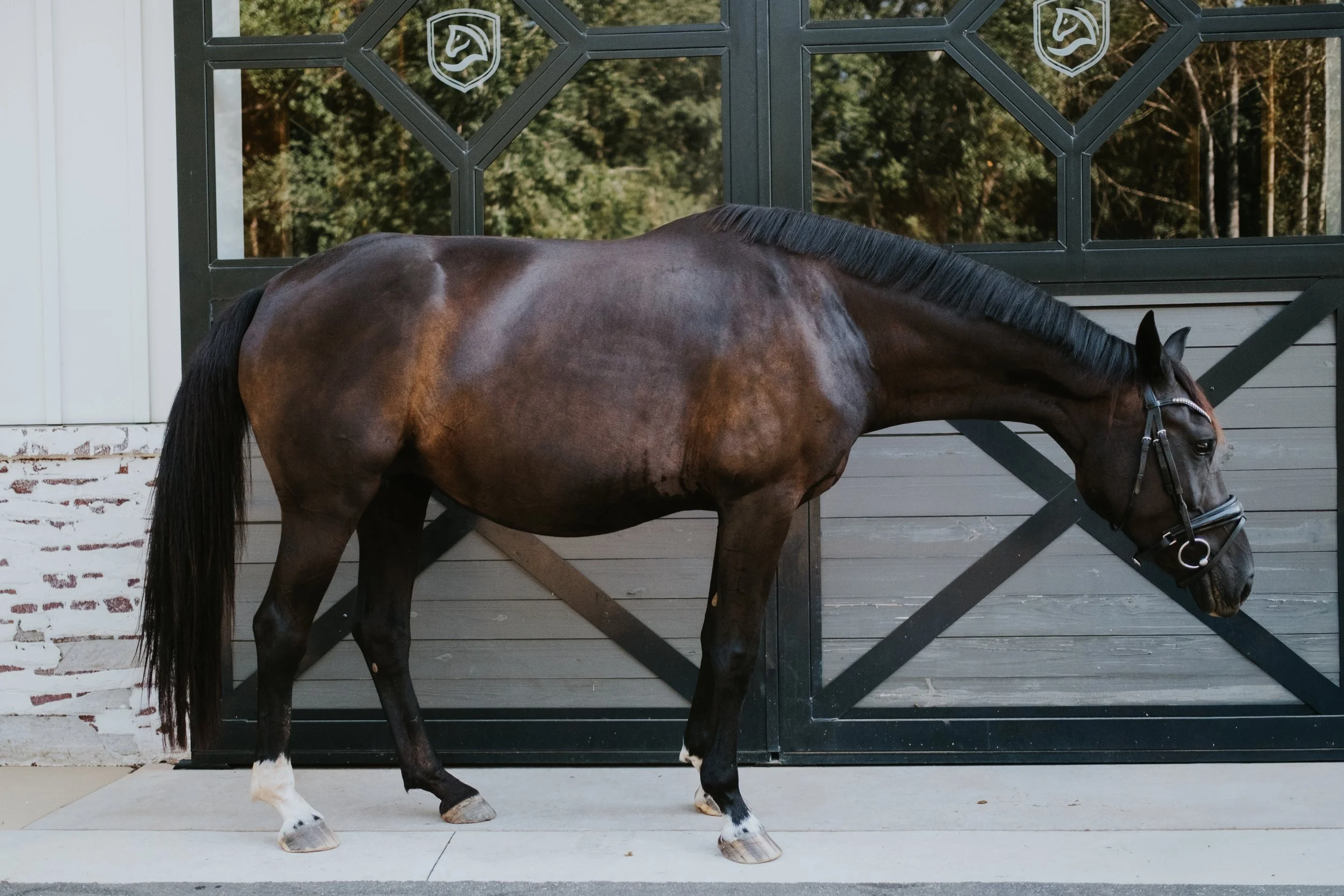 Broodmares LB-17.jpg