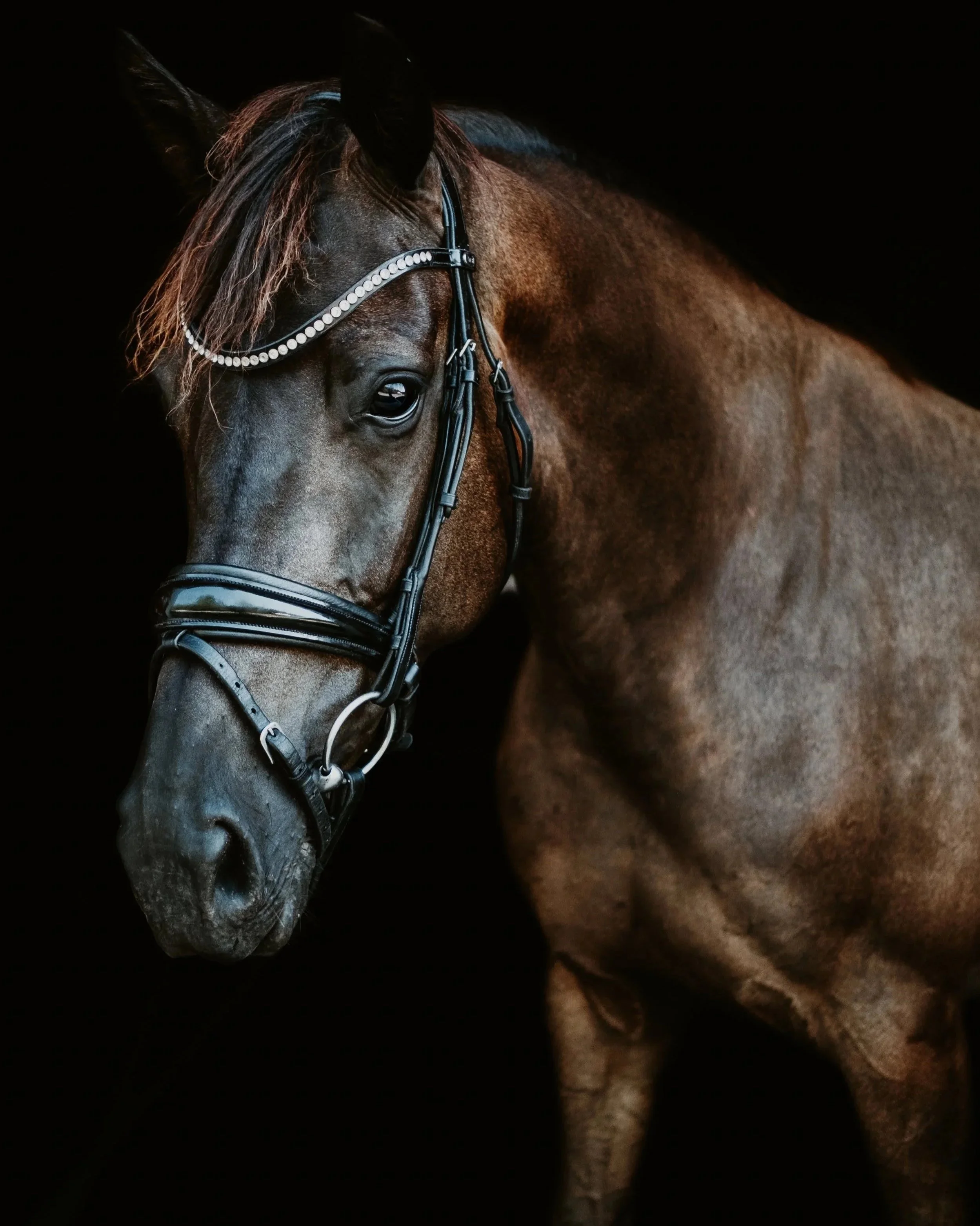 Broodmare%2BLB%2B-1.jpg