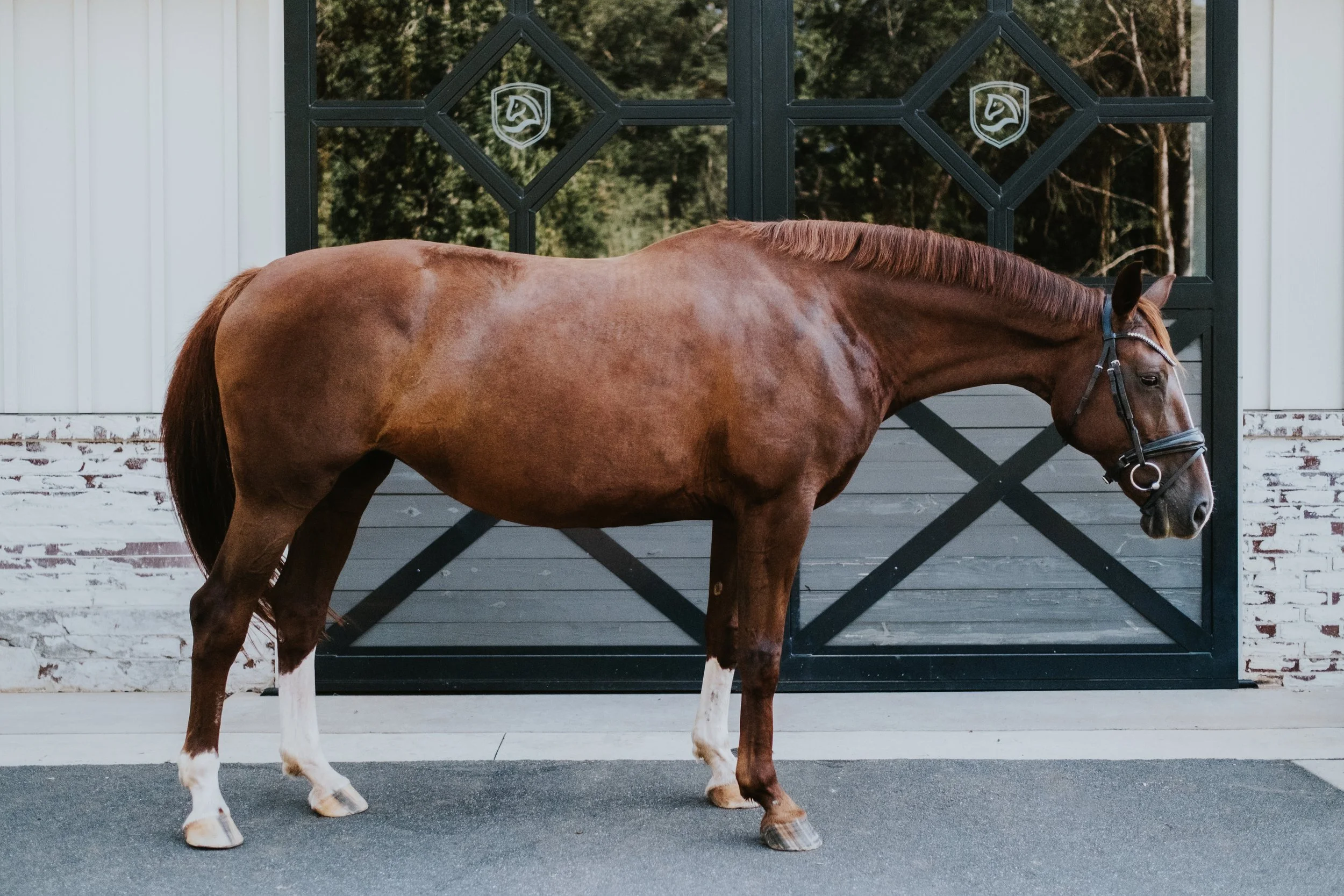 Broodmare LB -4.jpg