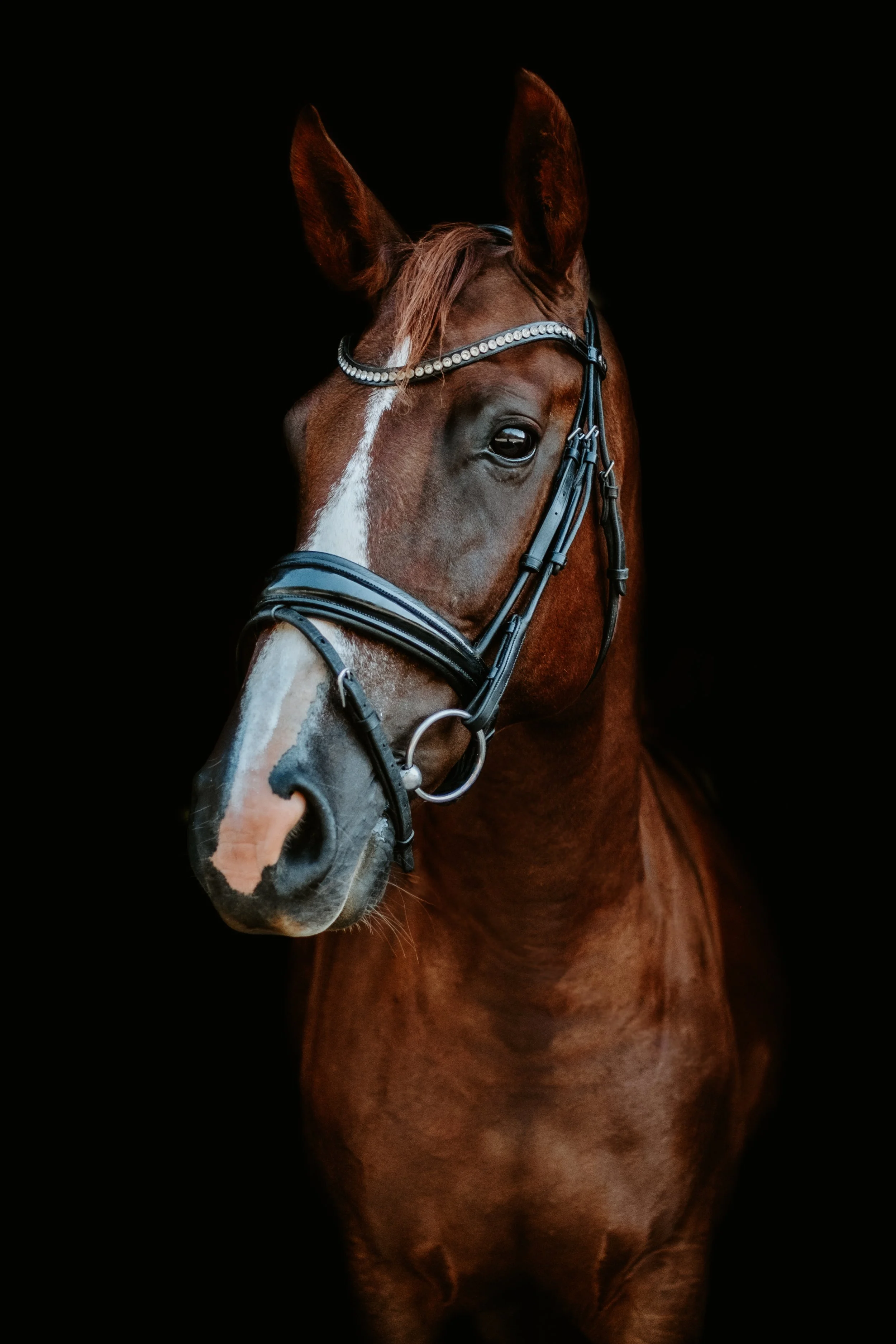 Broodmare LB -3.jpg