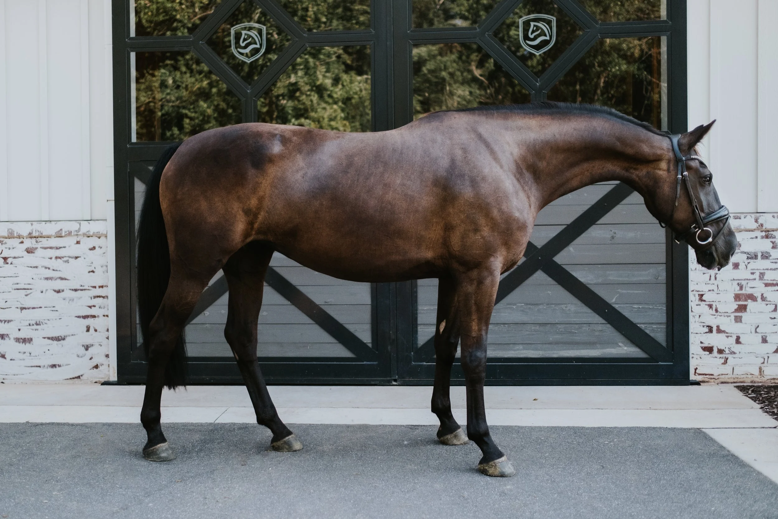 Broodmare LB -5.jpg