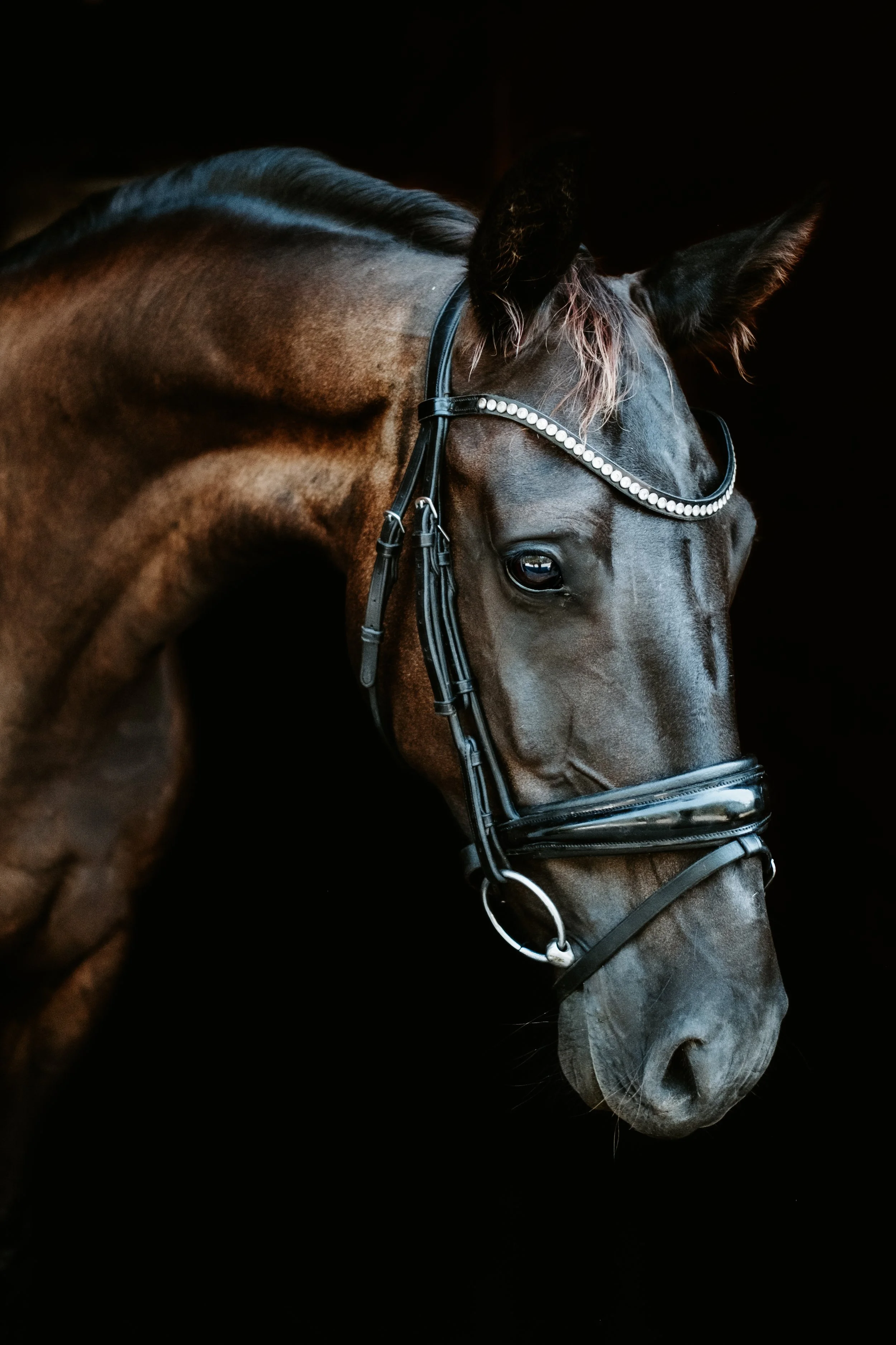 Broodmare LB -6.jpg