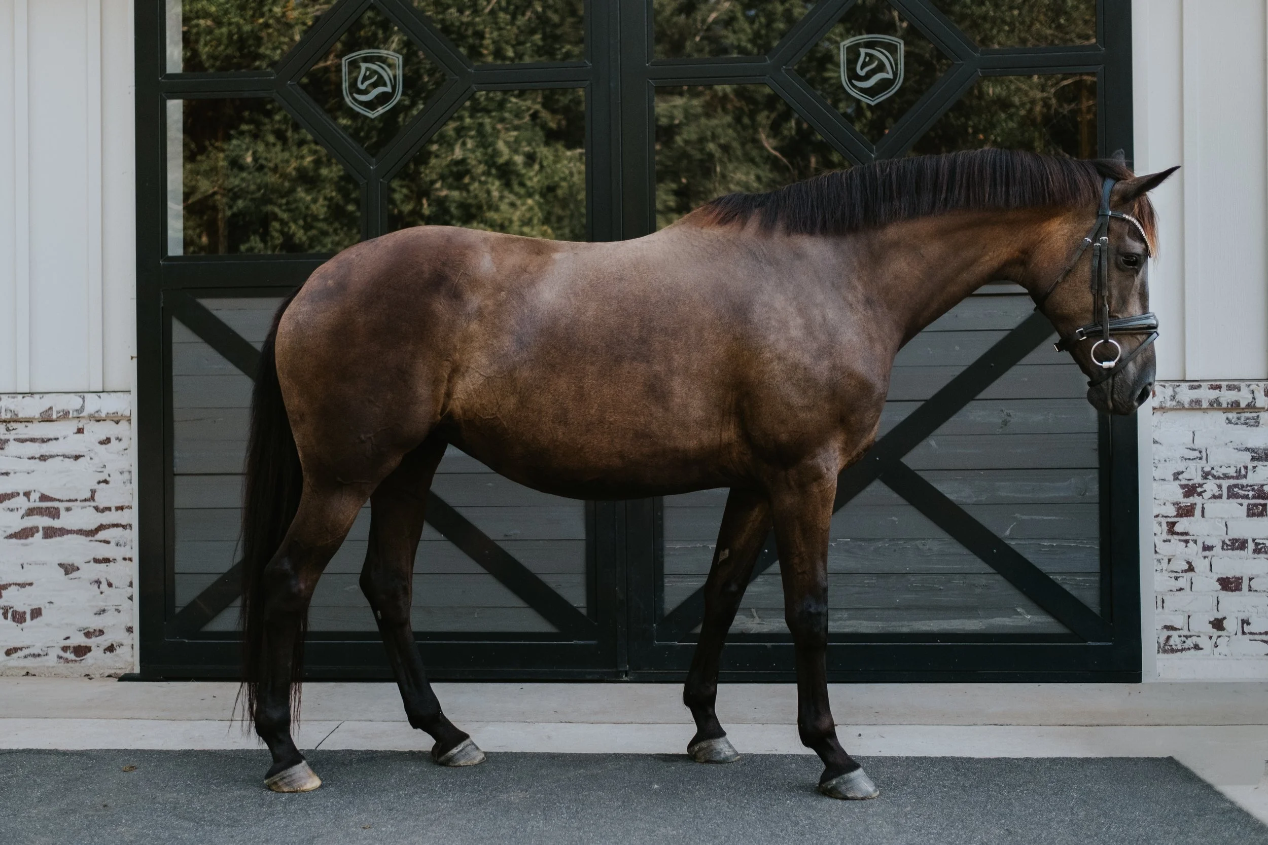 Broodmare LB -2.jpg