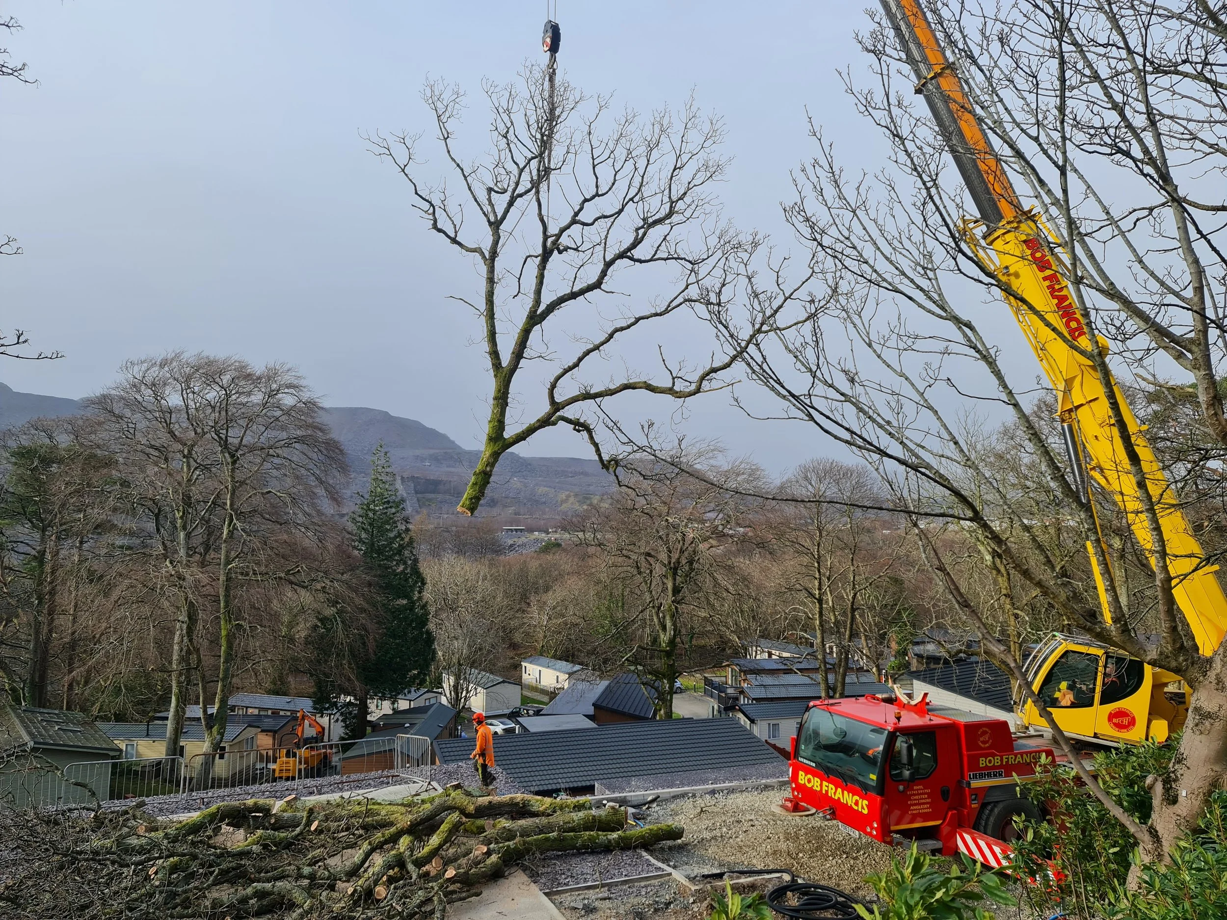 Crane-assisted dismantling of a large mature tree in Gwynedd using specialist lifting equipment.
