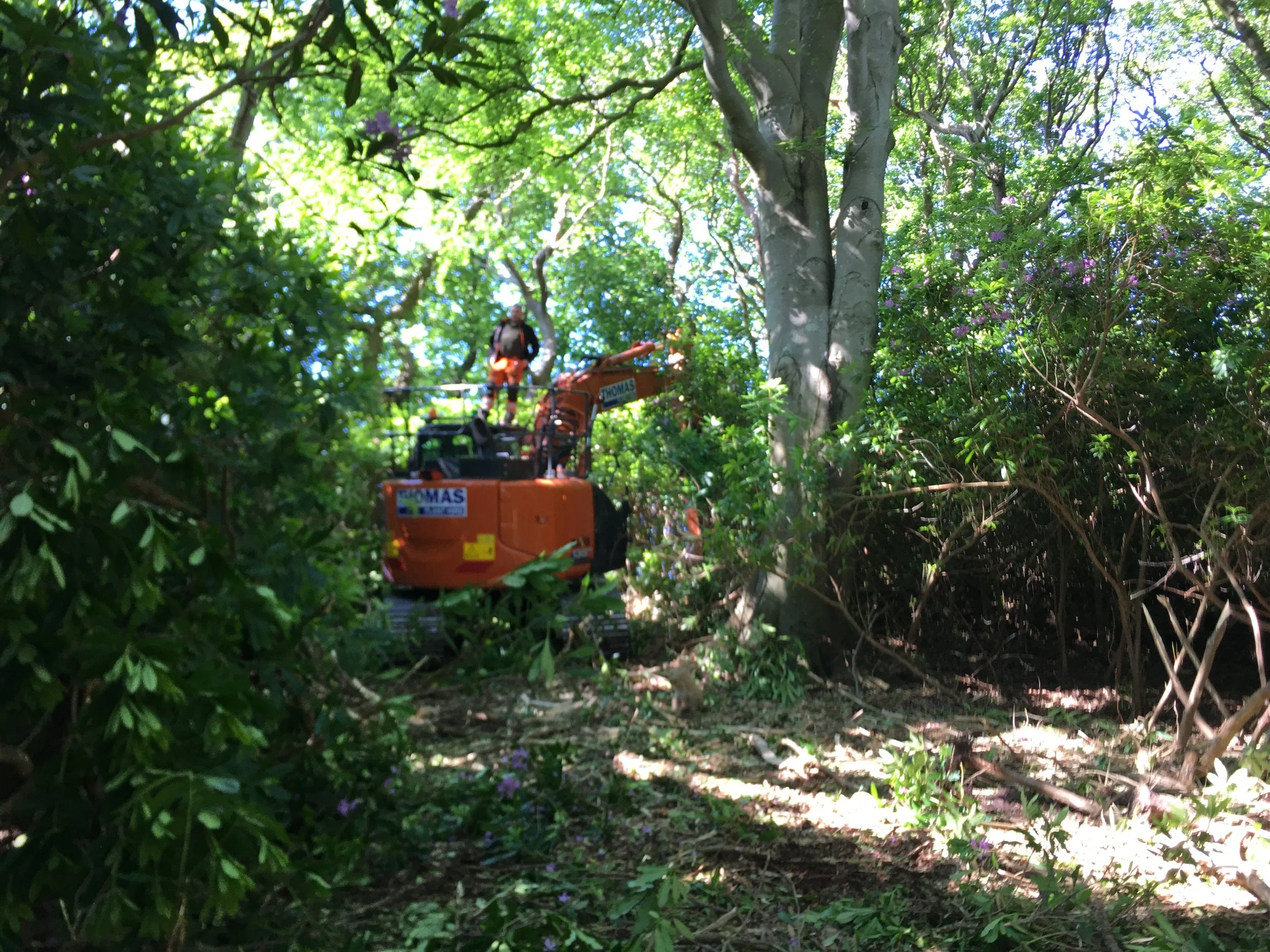 Woodland restoration using forestry mulching to remove dense undergrowth with minimal ground disturbance.