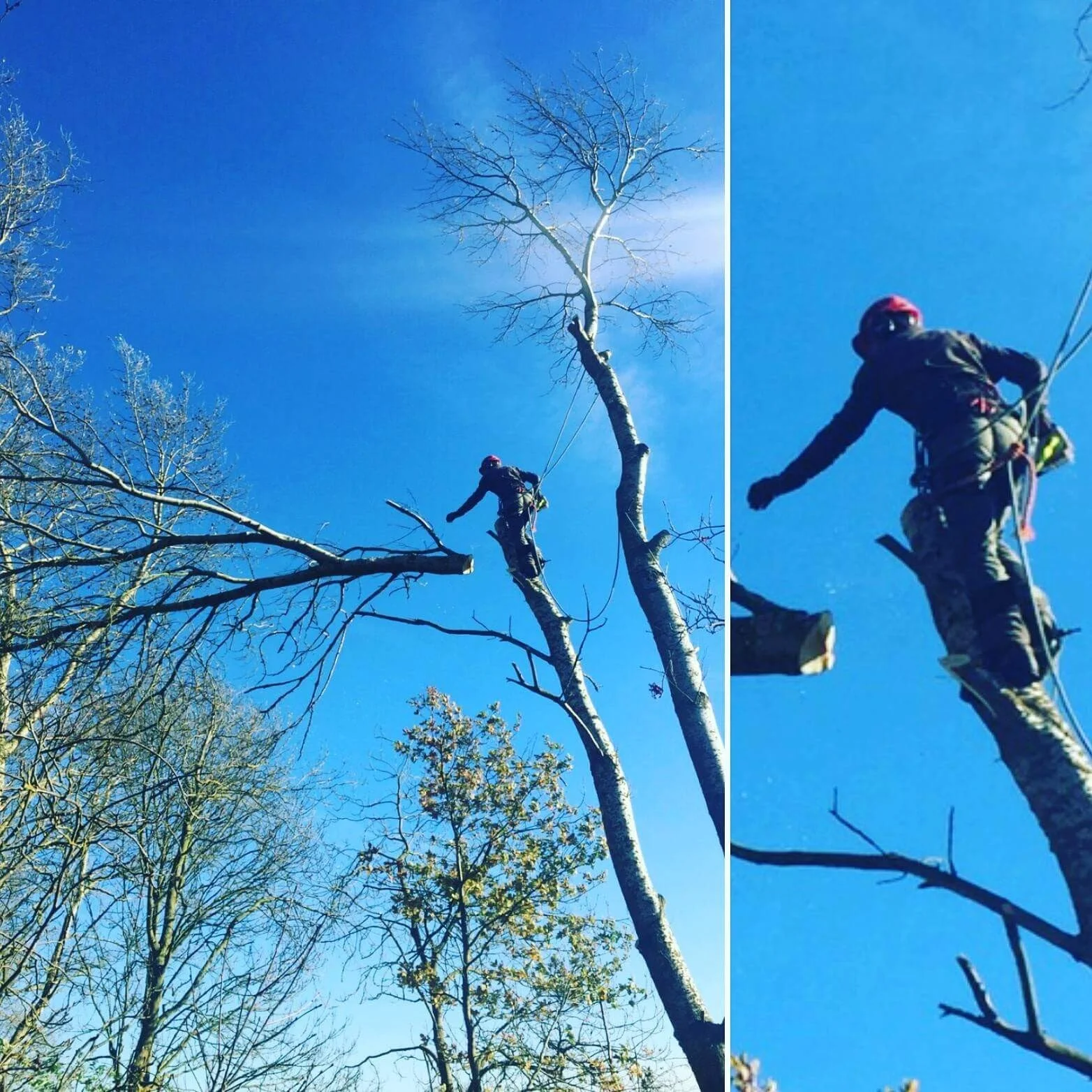 Dangerous tree dismantle in confined space in North Wales