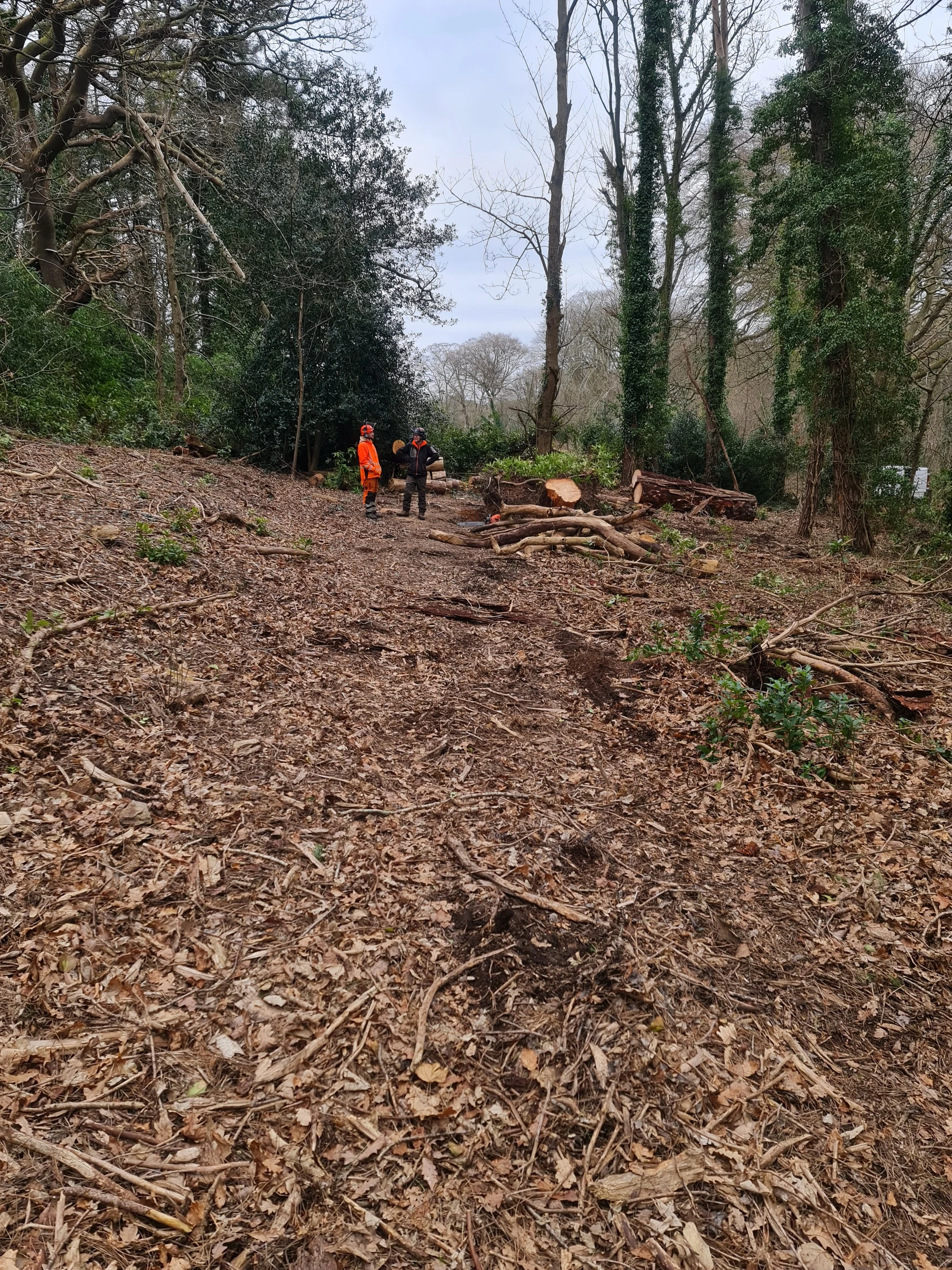 Before and after forestry mulching showing rhododendron clearance and land restoration in North Wales.