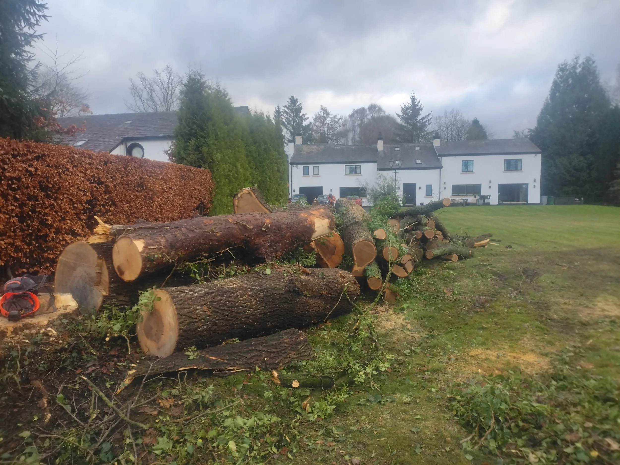 Large timber from a tree removal project stacked safely ready for processing in Anglesey.