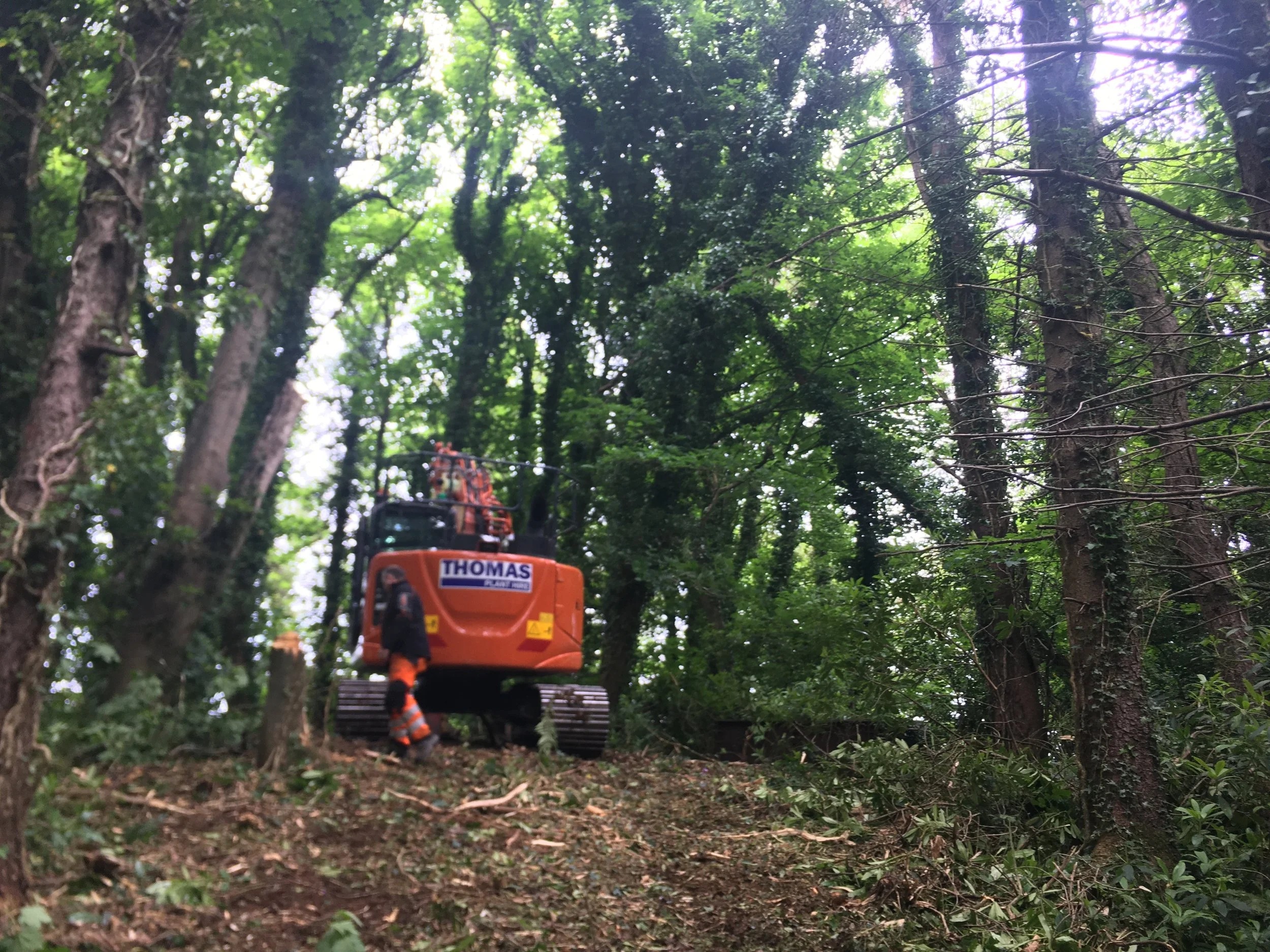 Site clearance removing invasive rhododendron using forestry mulching equipment in Anglesey.