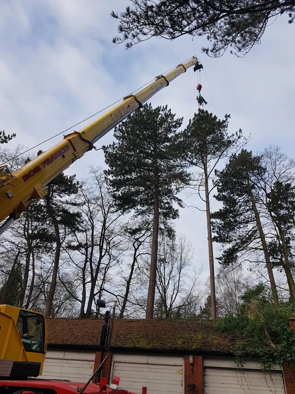 Tree surgeon getting lifted into trees for land clearance and site clearing in North Wales