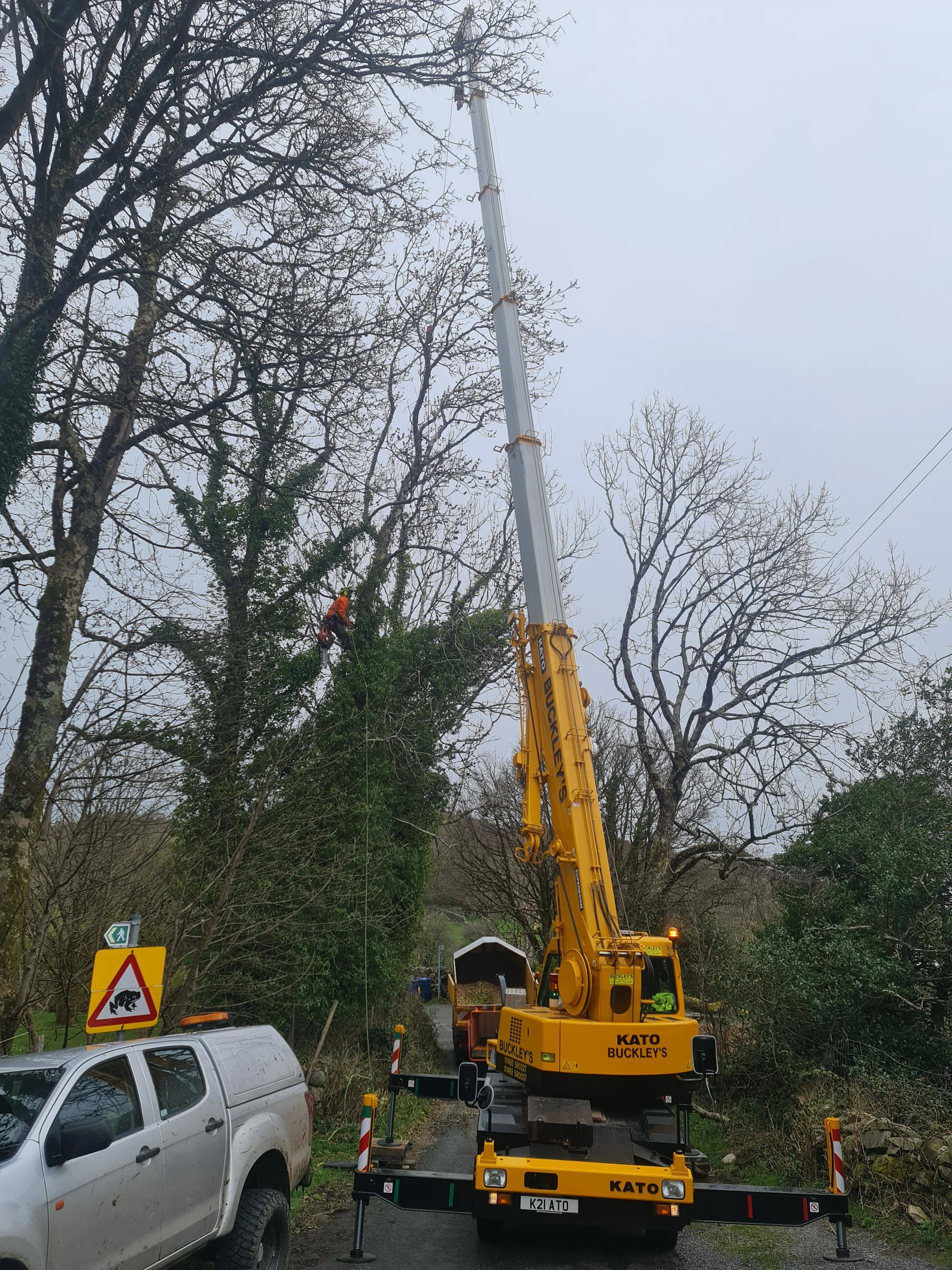 Mechanical removal of a dangerous ash tree using specialist equipment without climbing.