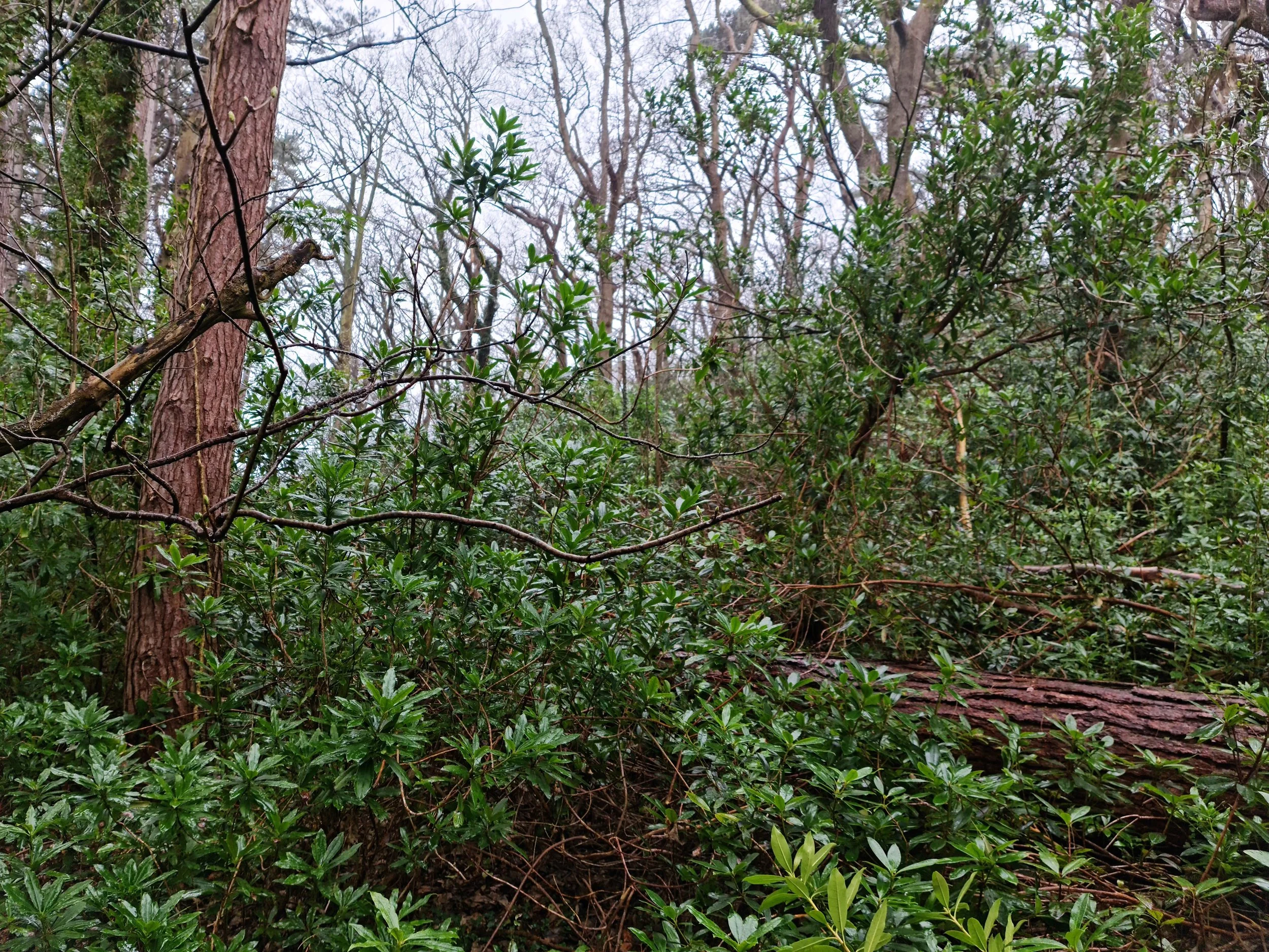 Before and after forestry mulching showing rhododendron clearance and land restoration in North Wales.