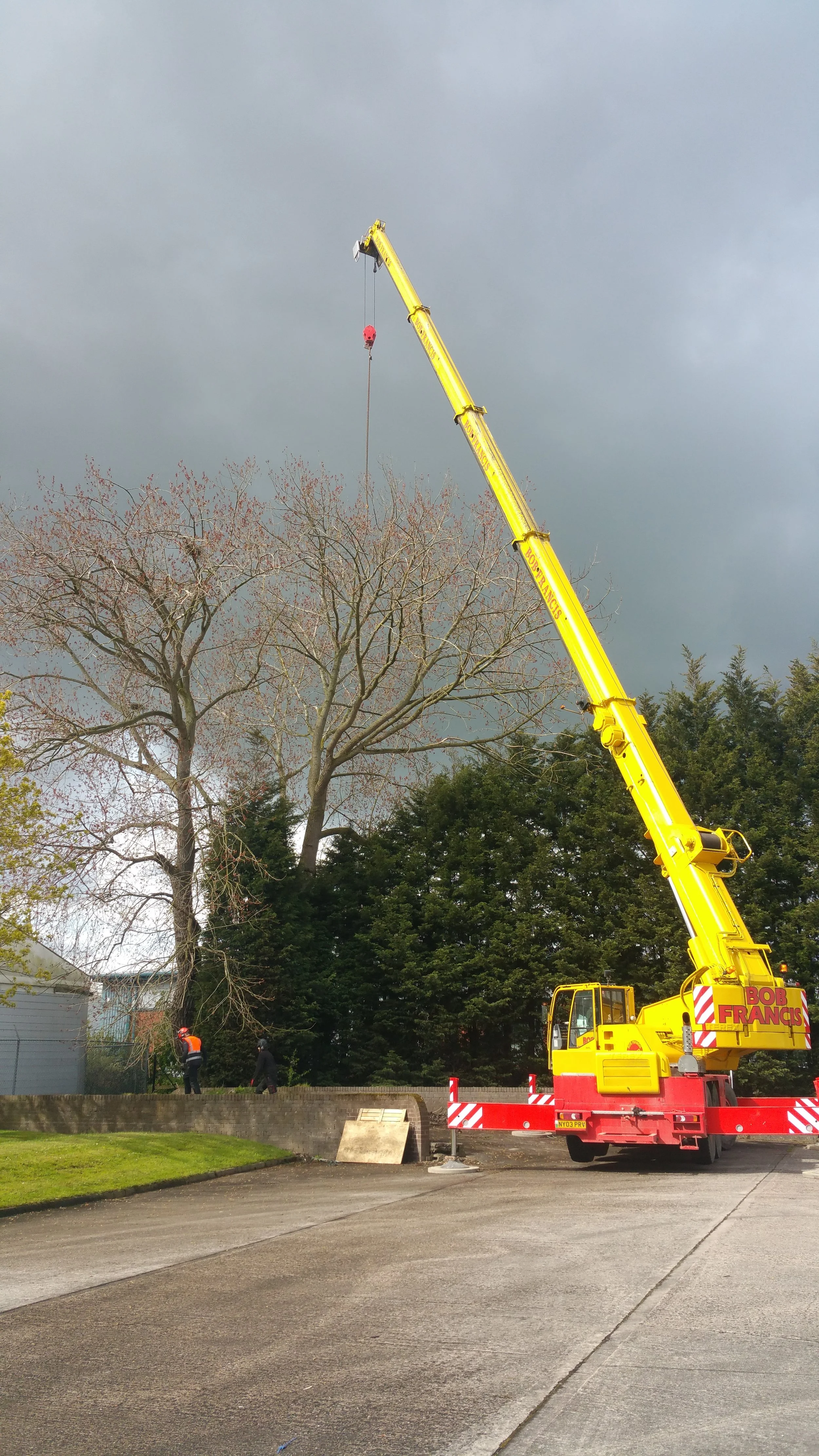 Mature ash tree suffering from advanced ash dieback disease and requiring specialist removal in Anglesey.