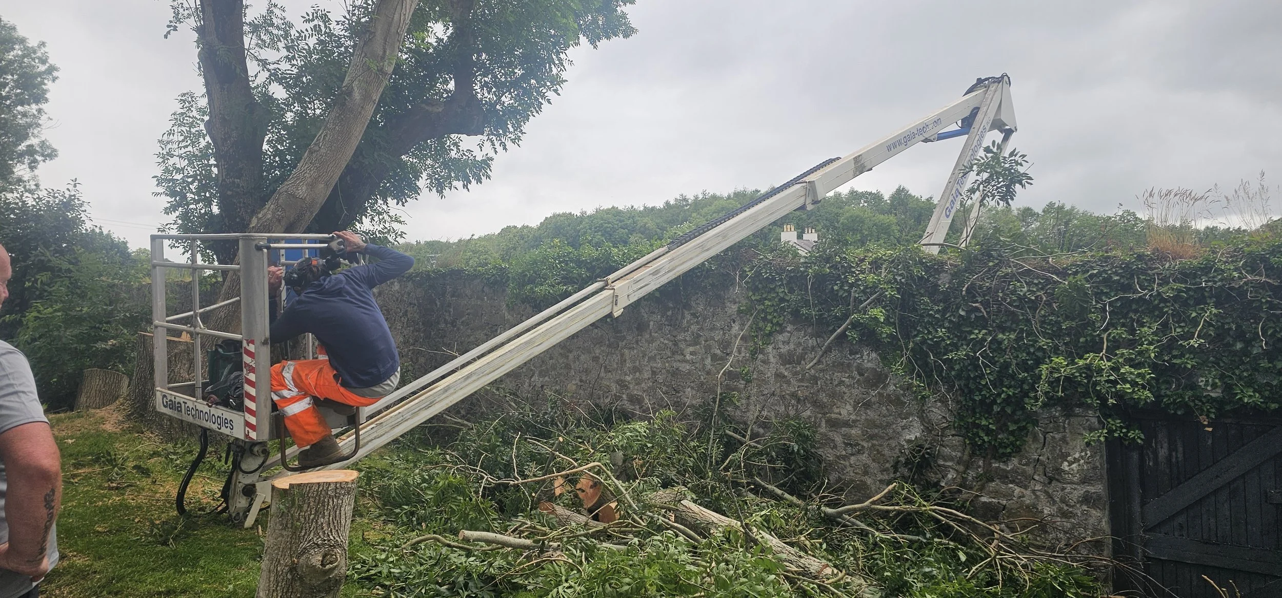 CELA Z210 MEWP (cherry picker) providing safe access for specialist tree surgery and dangerous tree removal in Anglesey.