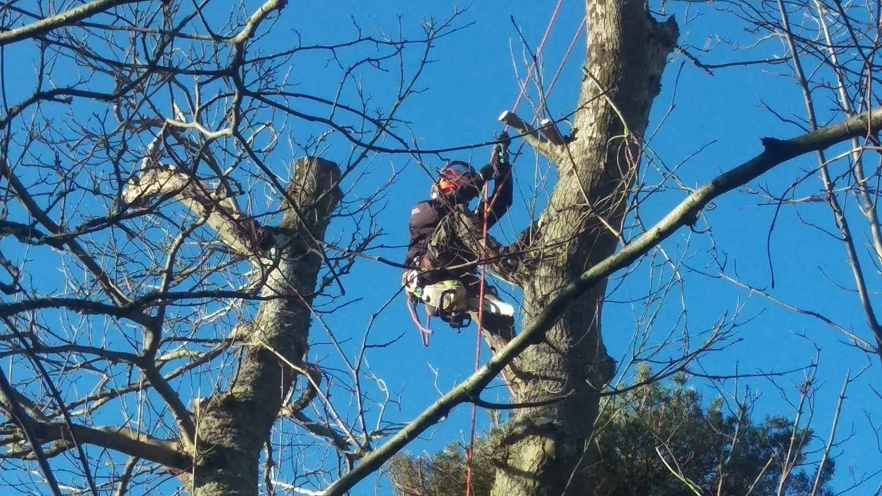 Tree surgeon arborist climbing tree in anglesey
