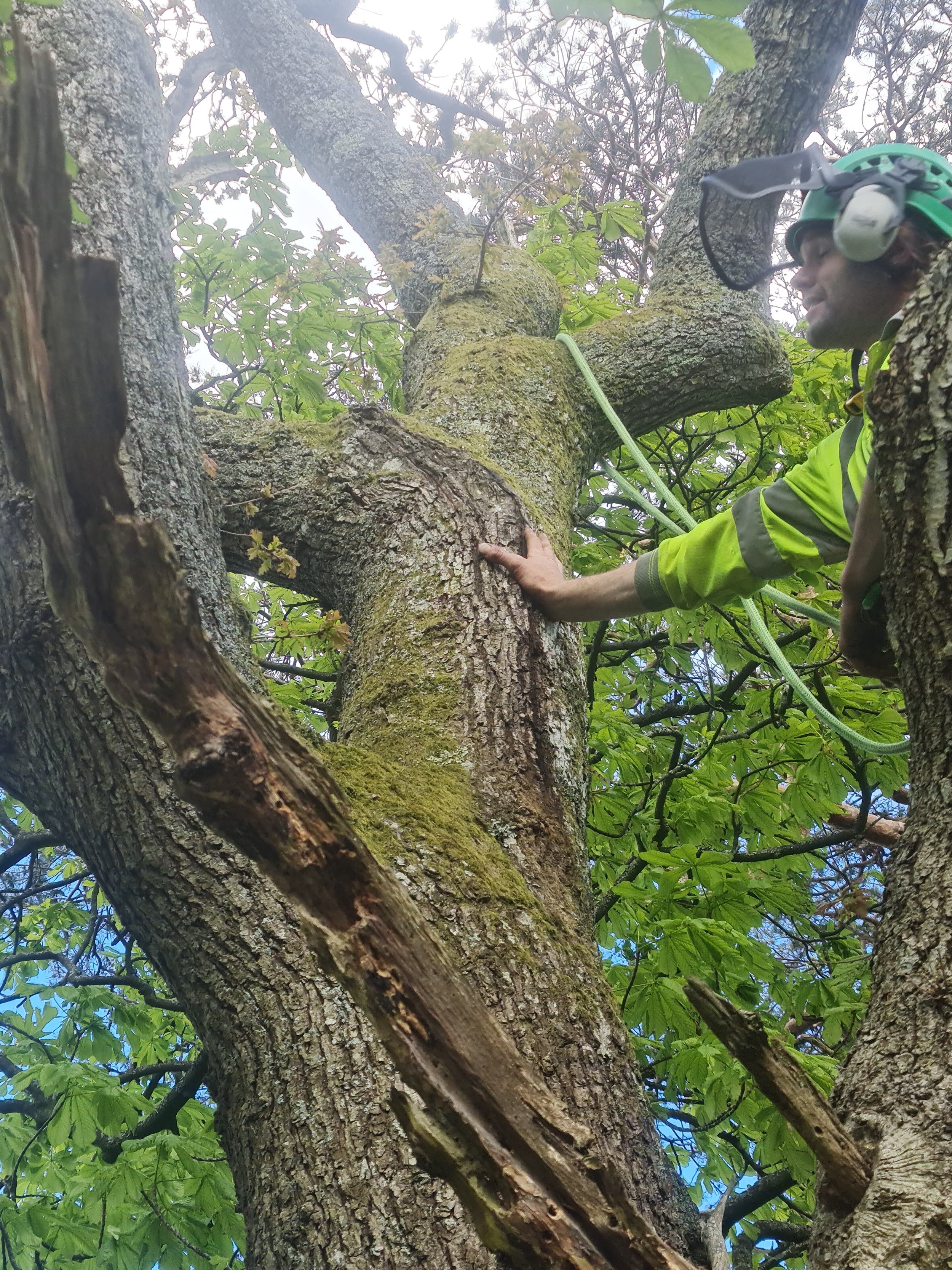 Tree Surgeon Arborist examining tree for pruning works in Gwynedd