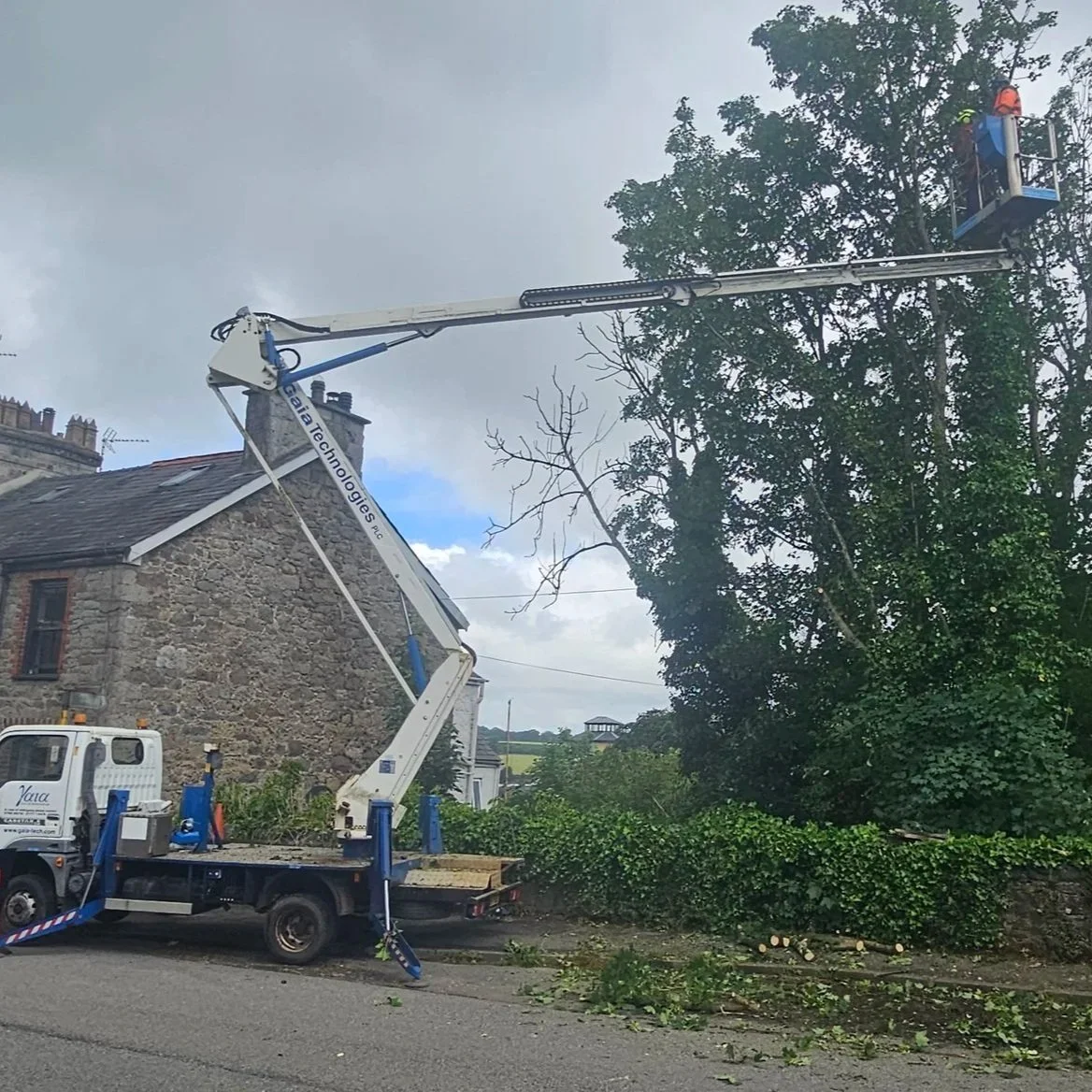CELA Z210 MEWP (cherry picker) providing safe access for specialist tree surgery and dangerous tree removal in Anglesey.