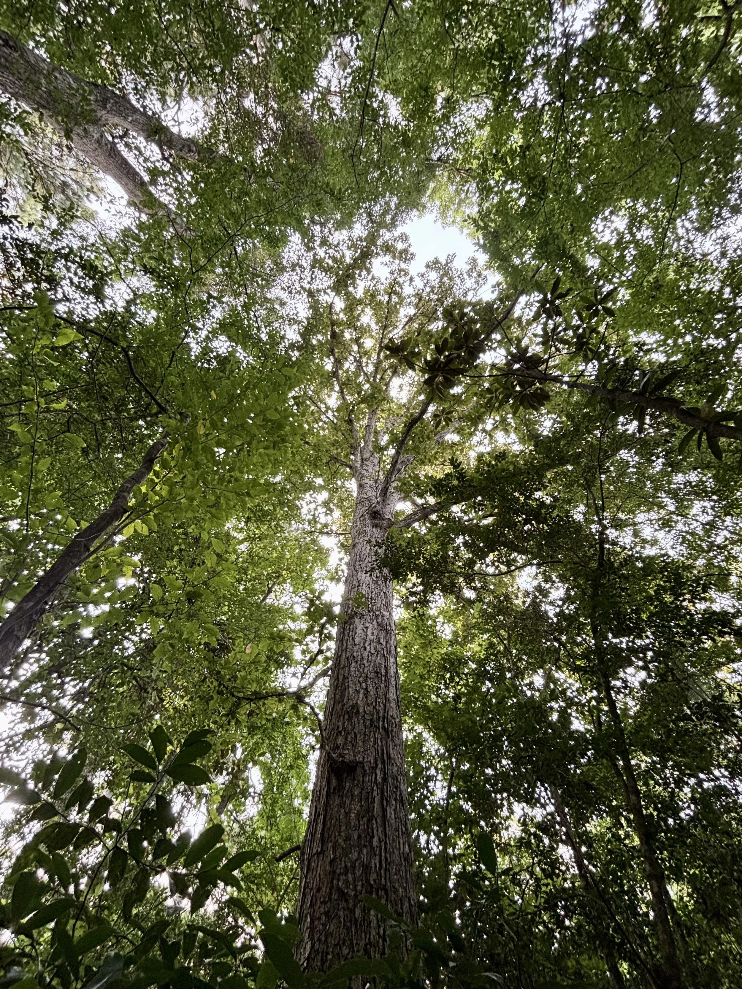 Looking up at a tall tree in a forest canopy with green leaves and branches surrounding the trunk.