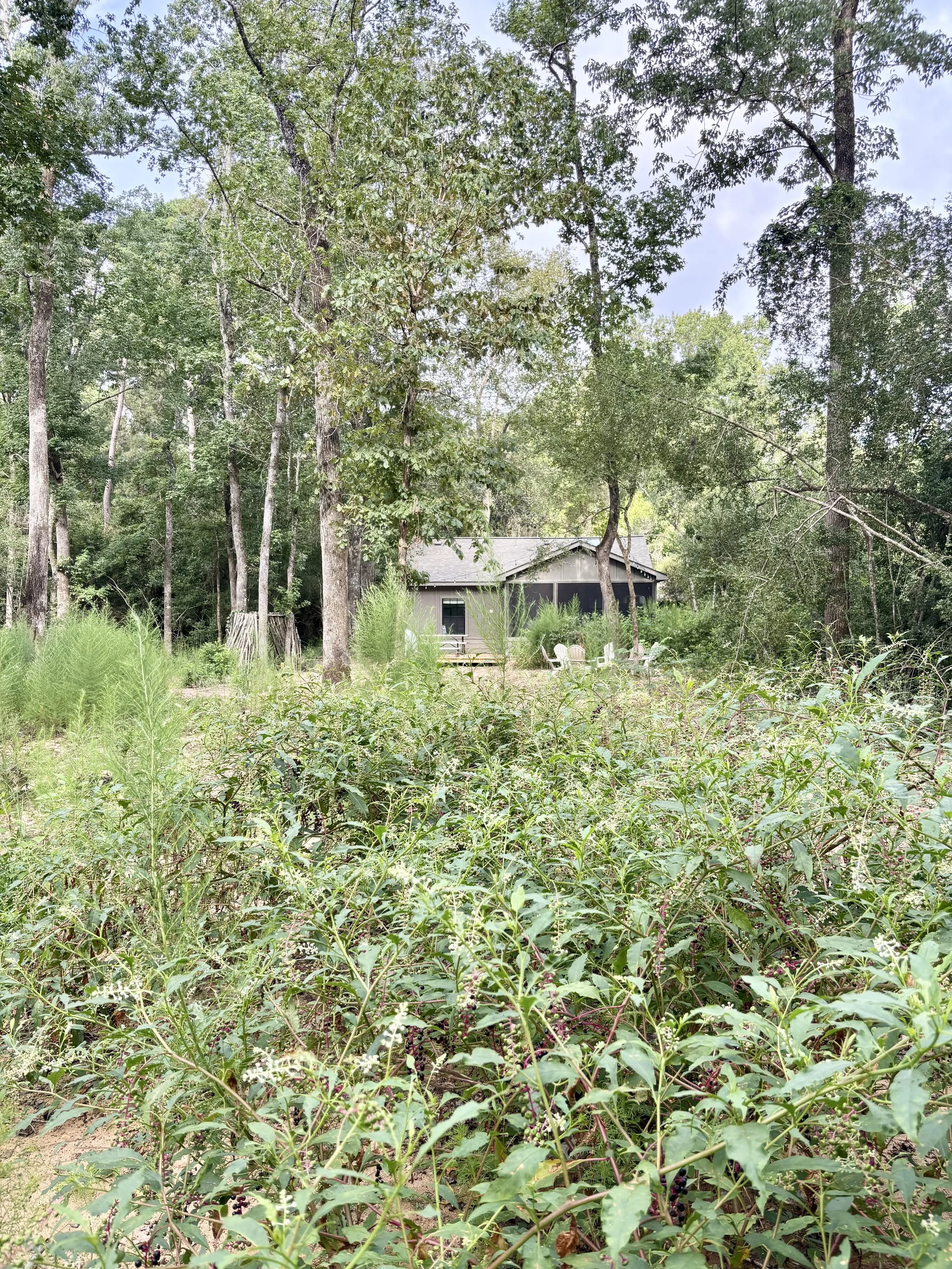 A backyard scene with a house partially obscured by trees and dense plants, including a blackberry bush with unripe blackberries in the foreground.