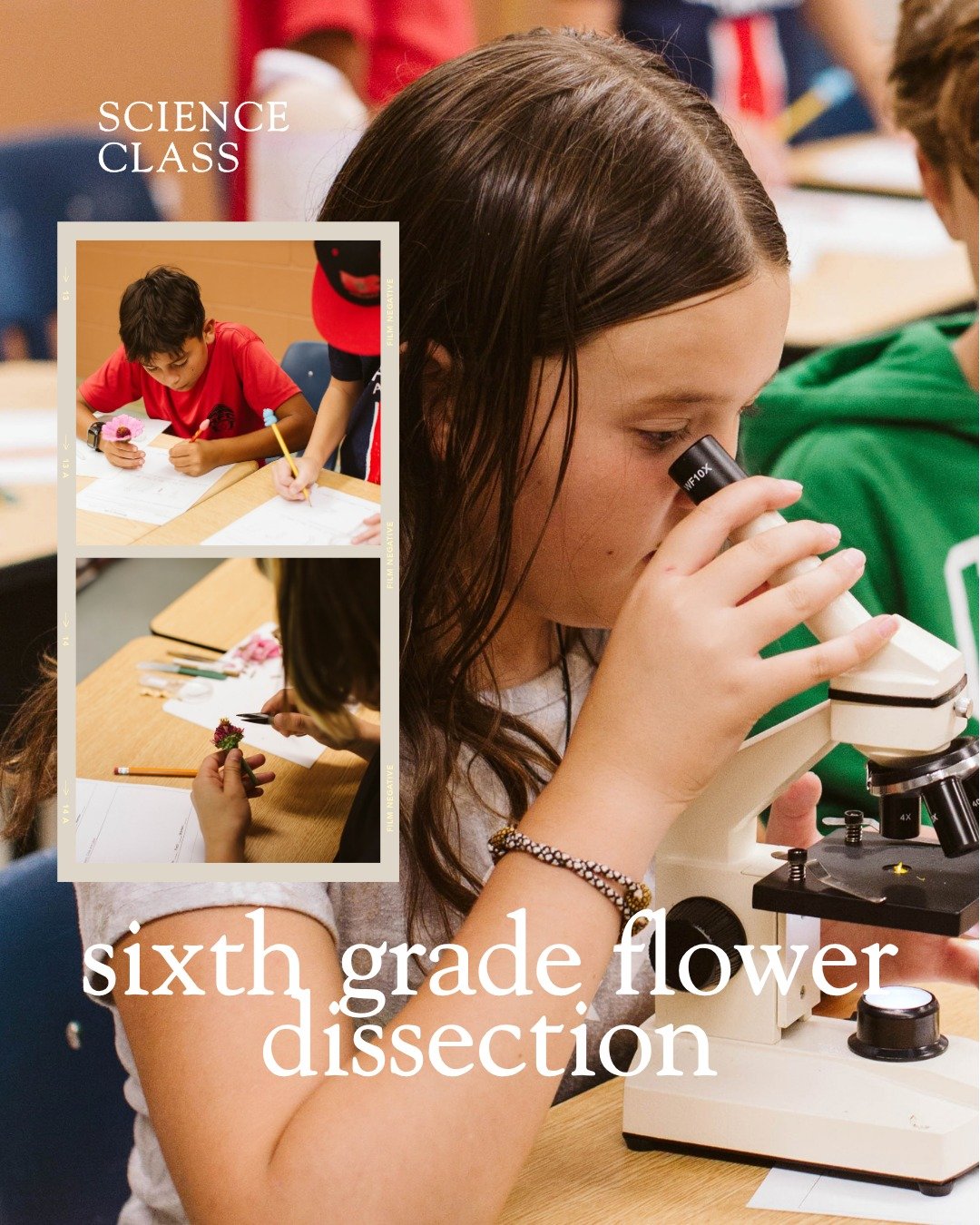 🔬🌼Last week our sixth graders learned about the anatomy of a flower and got to be scientists! They dissected flowers, seeing where stamen, pistil, petals and more could be found on different types of flowers, and in their journals labeled these par