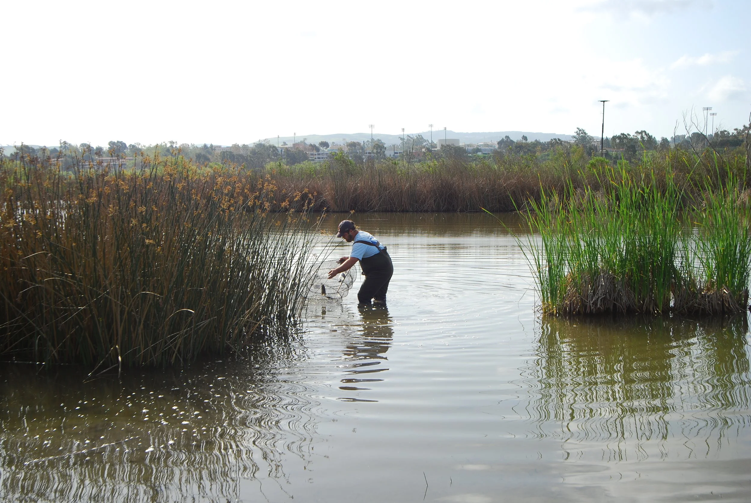 image of person setting out net trap