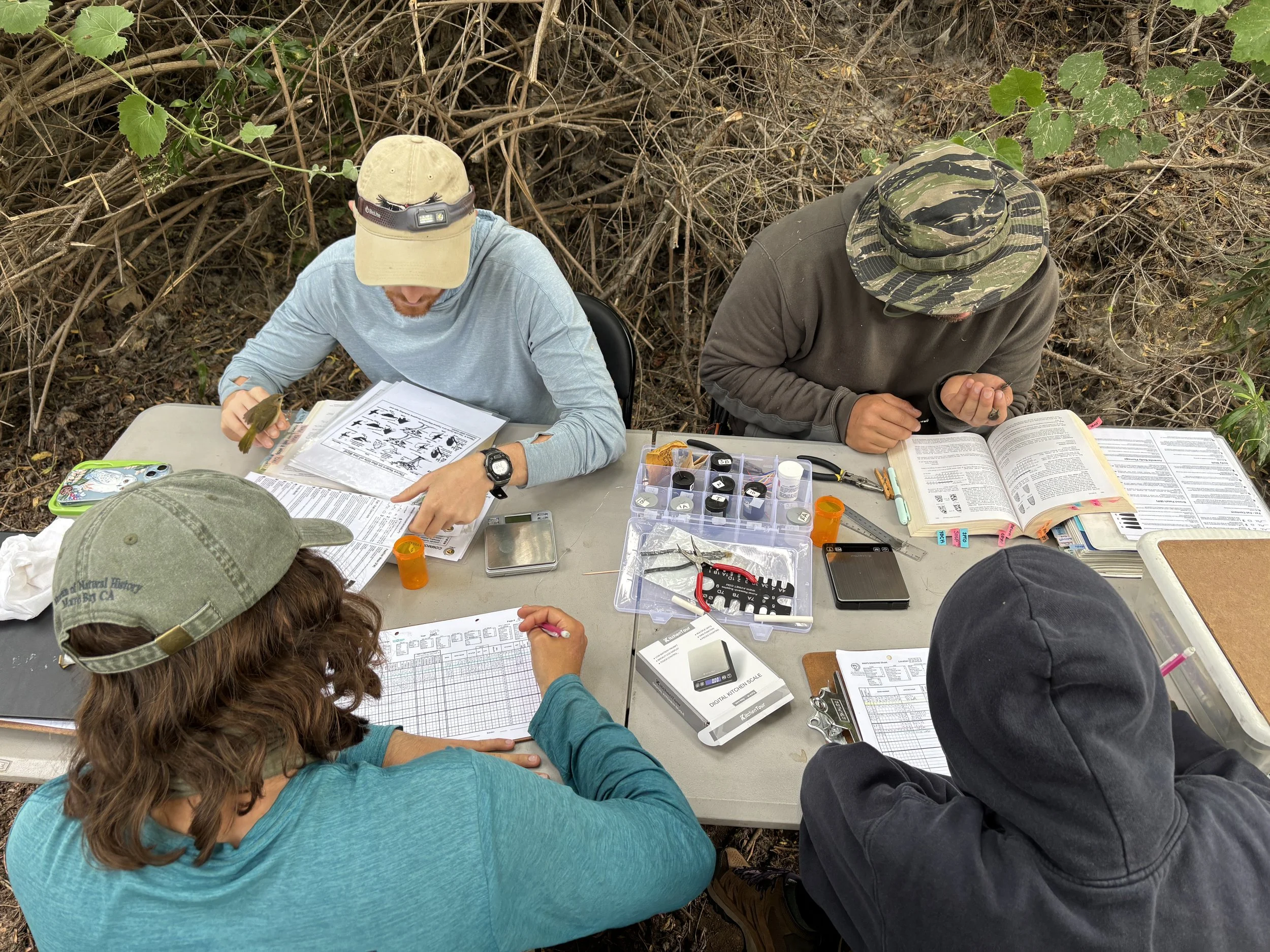 image of biologists banding birds with proper handling techniques