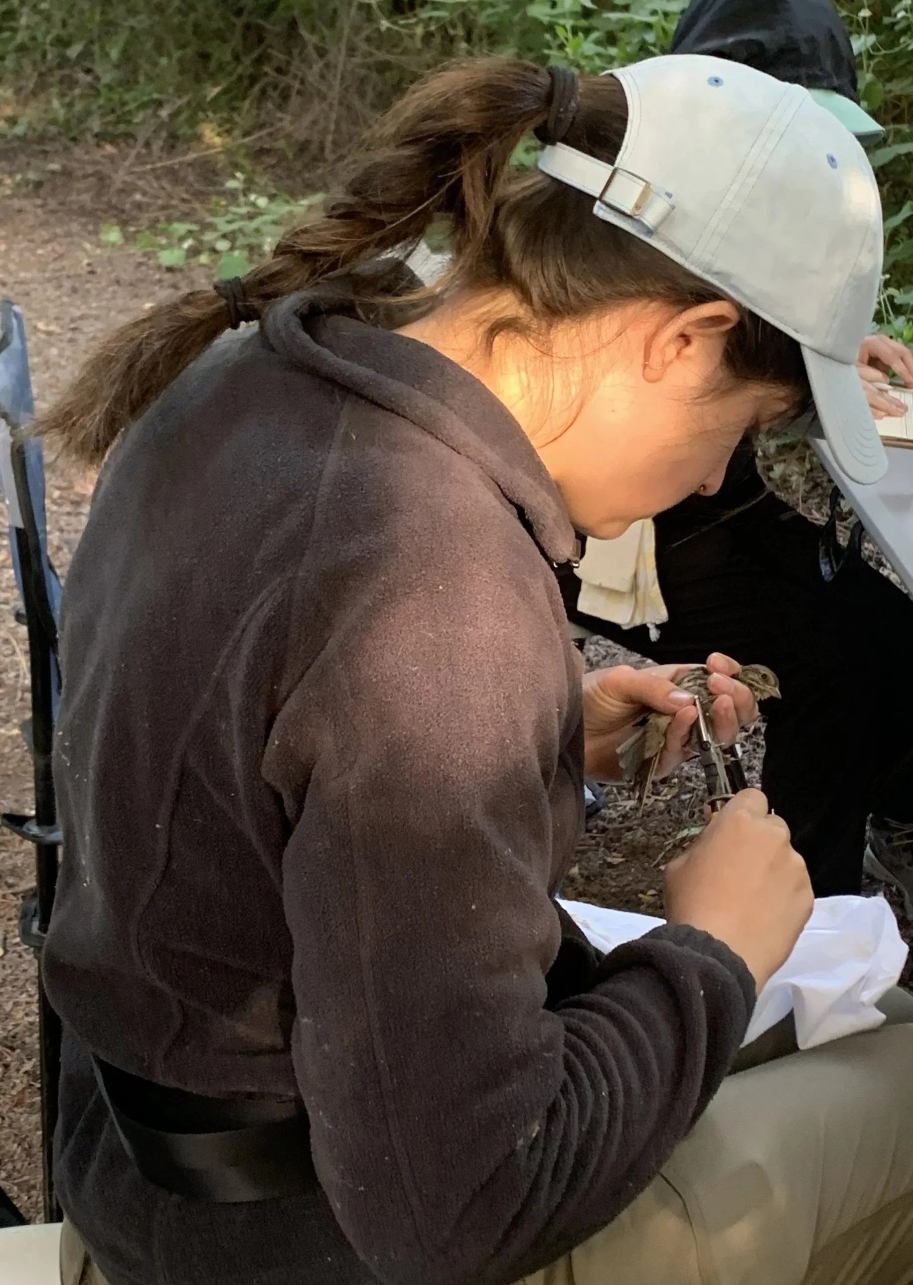image of biologist banding a bird with proper handling techniques