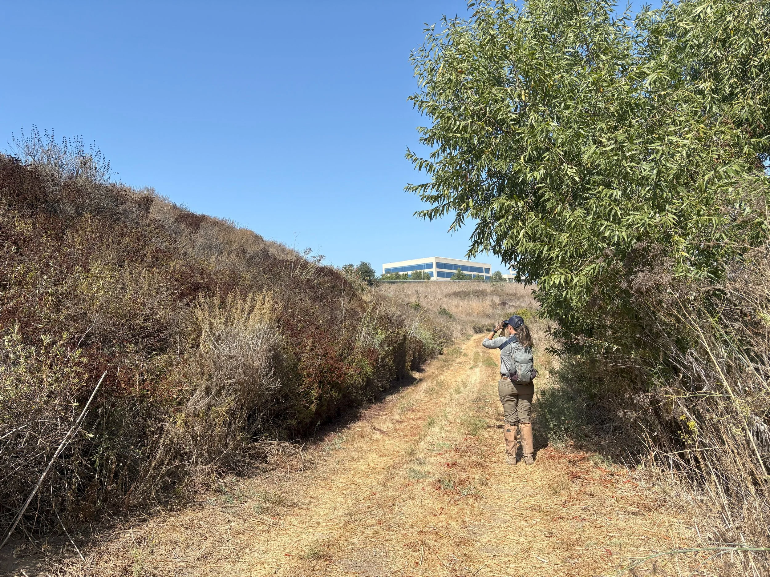 image of permitted biologist conducting california gnatcatcher observations