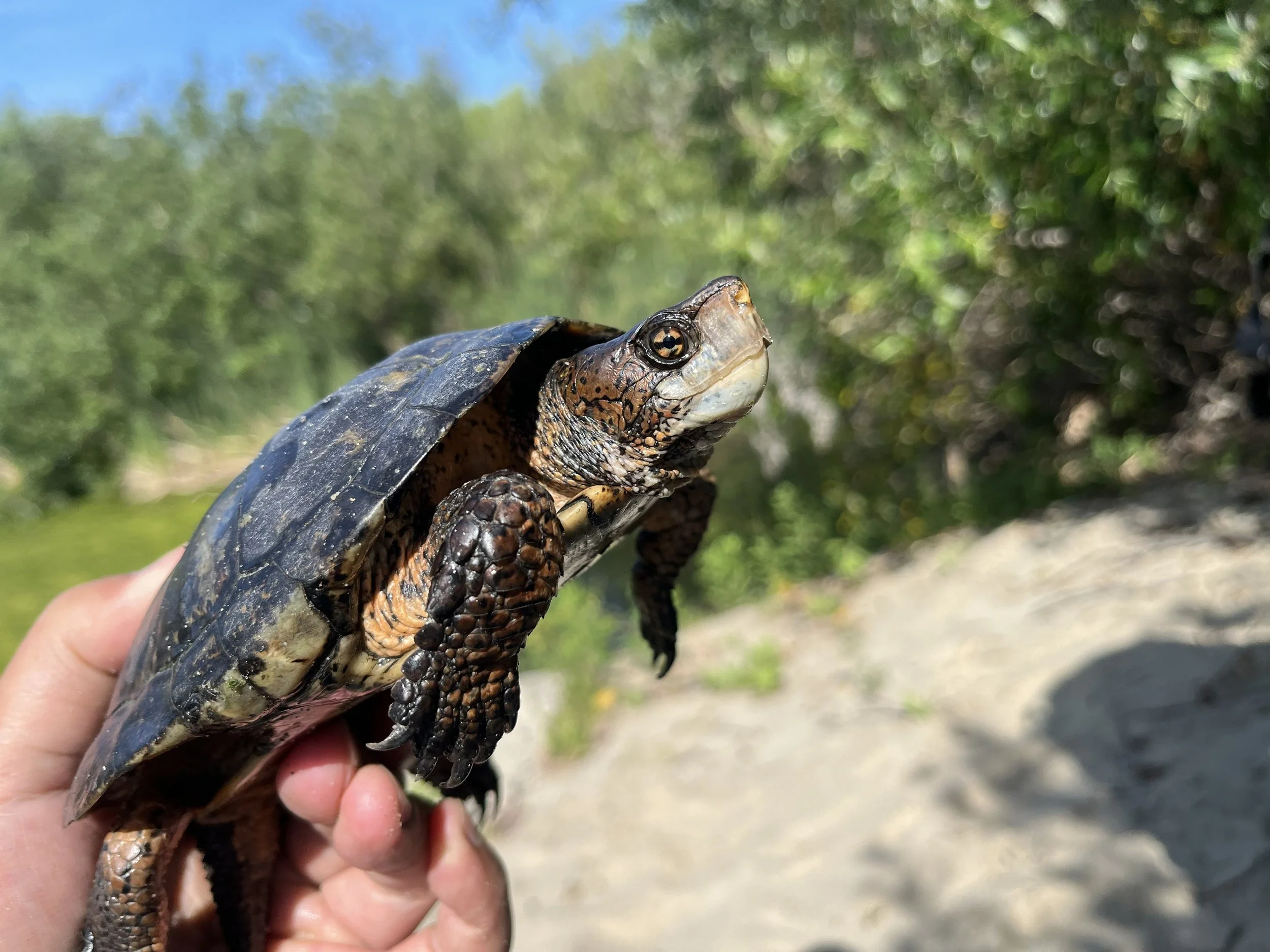 image of southwestern pond turtle