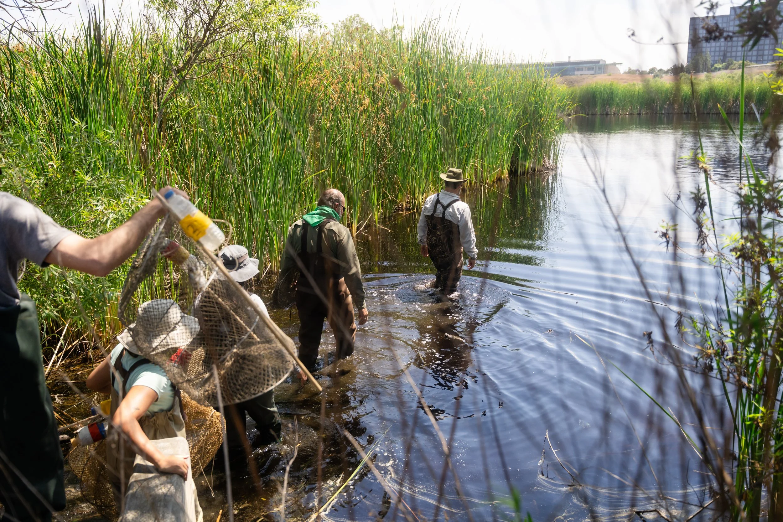 image shows people carrying net traps into the water