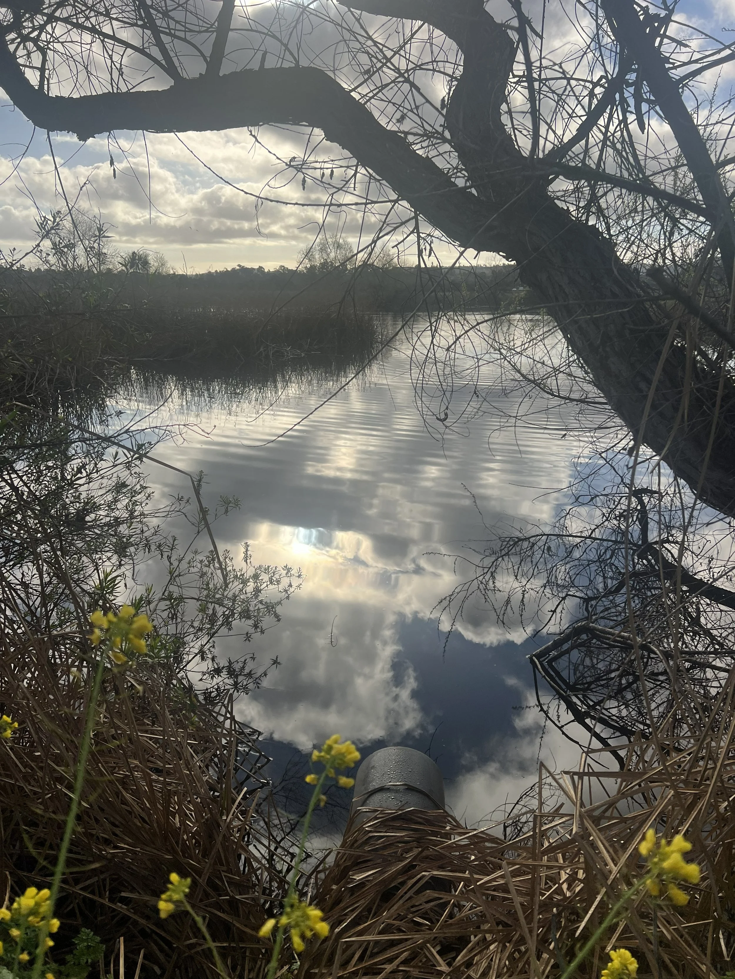 image of the san joaquin marsh reserve
