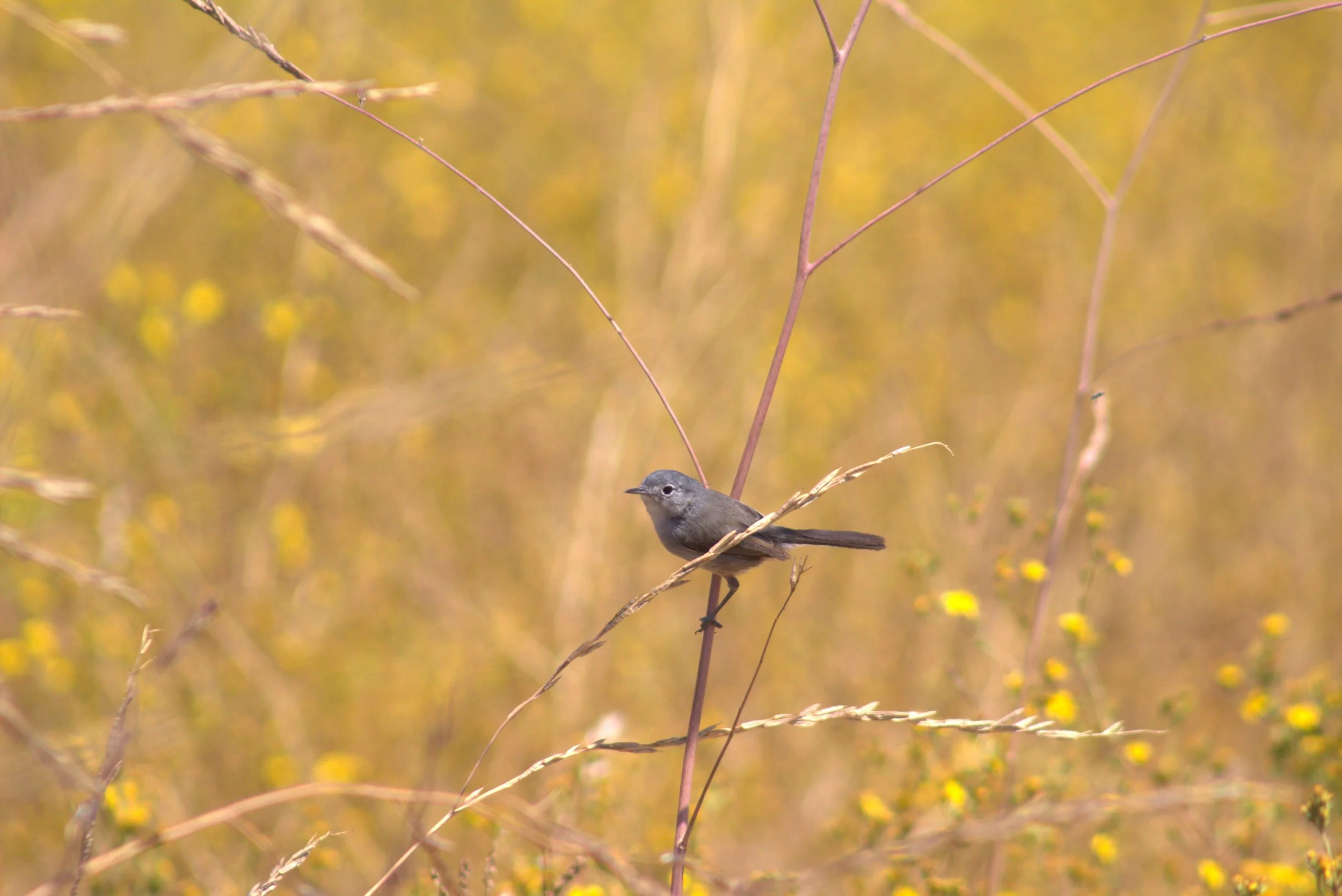 A small gray bird perched on a thin branch amidst a field of dried grasses and yellow wildflowers with a blurred background of more yellow and green plants.