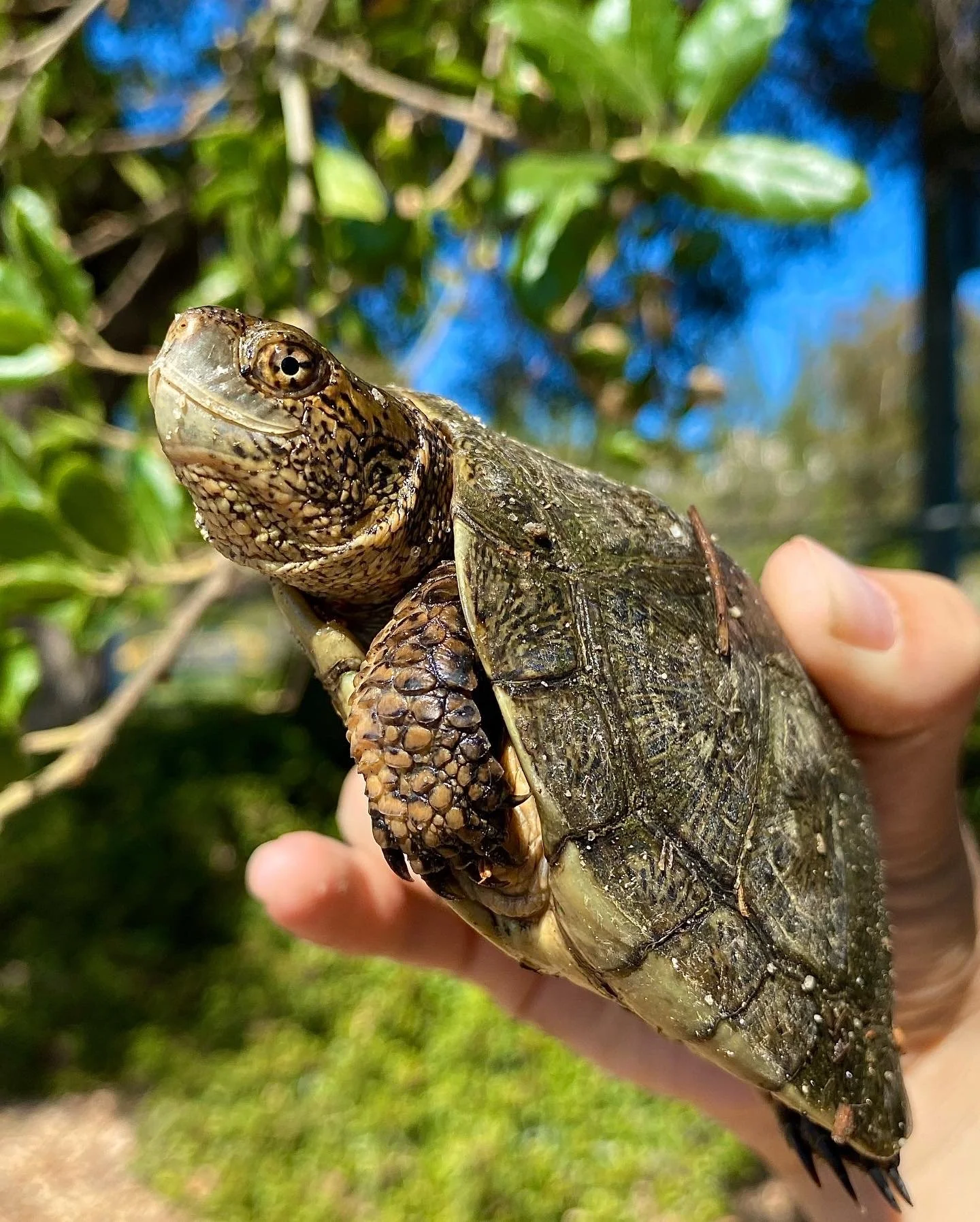 image of a southwestern pond turtle being held by permitted biologist
