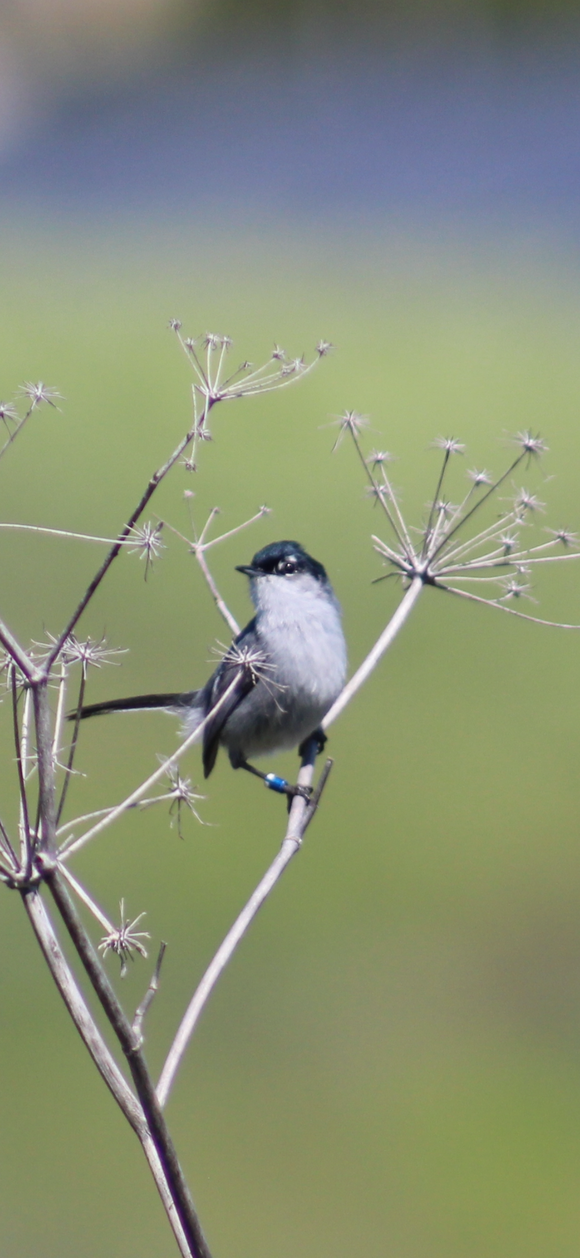 image of california gnatcatcher