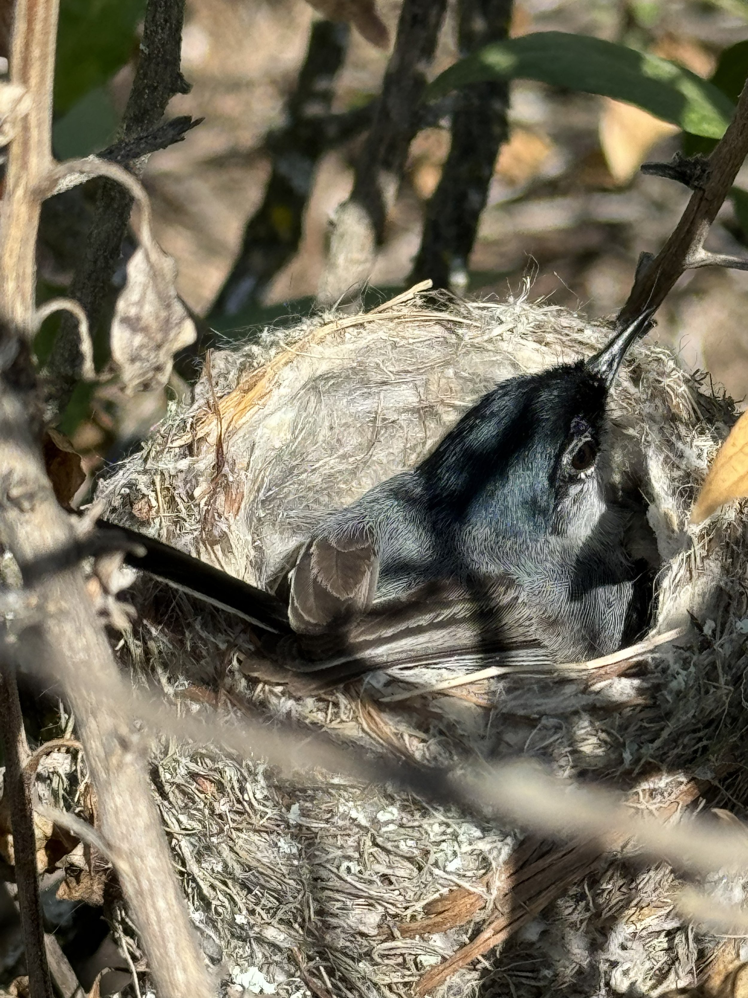 image of california gnatcatcher in nest