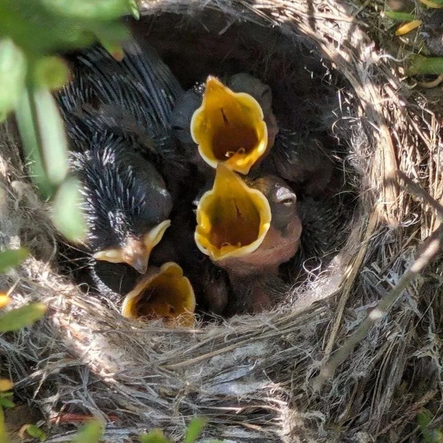 image of nest with young california gnatcatchers