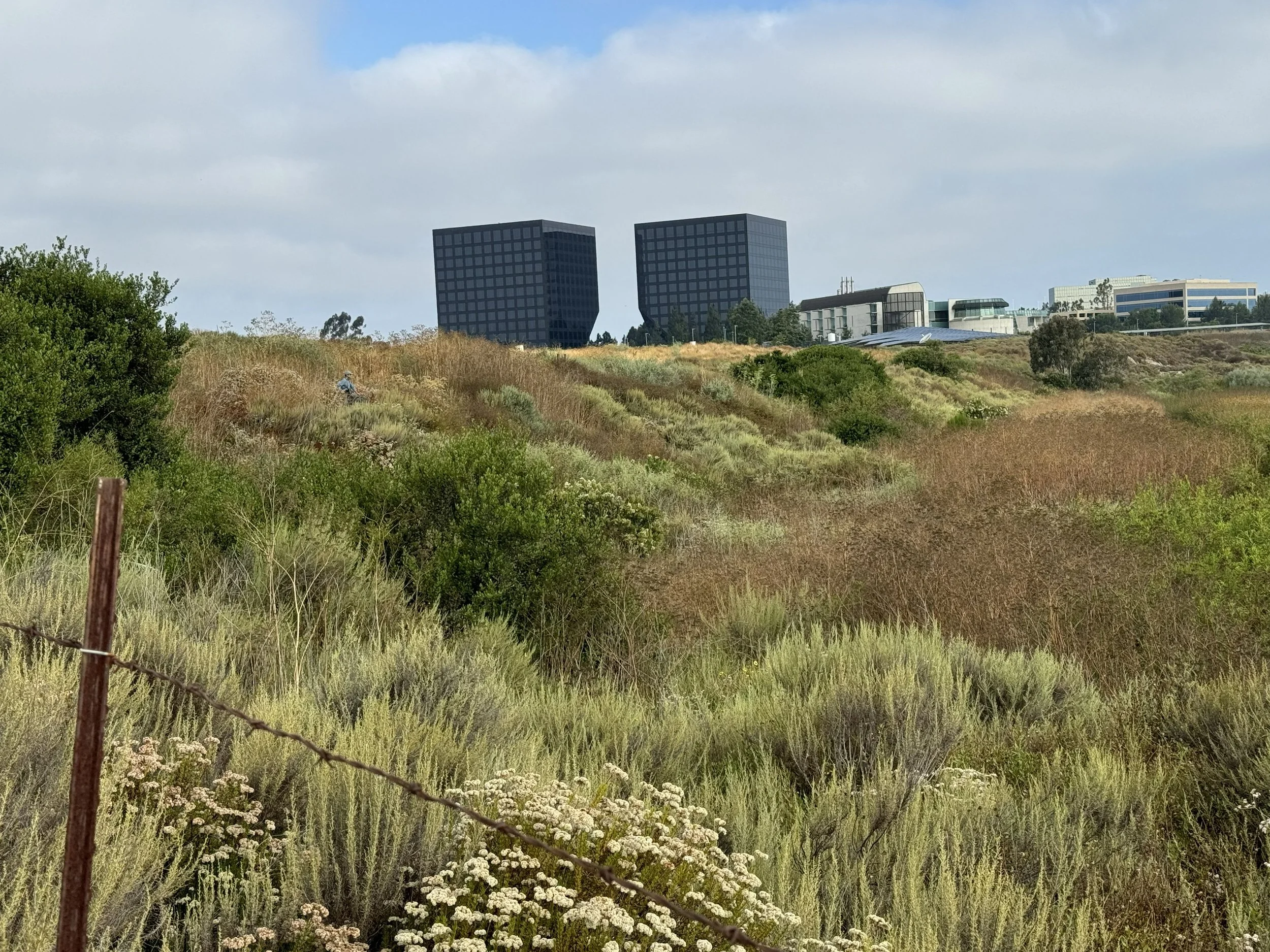 image of the san joaquin marsh reserve coastal sage scrub area