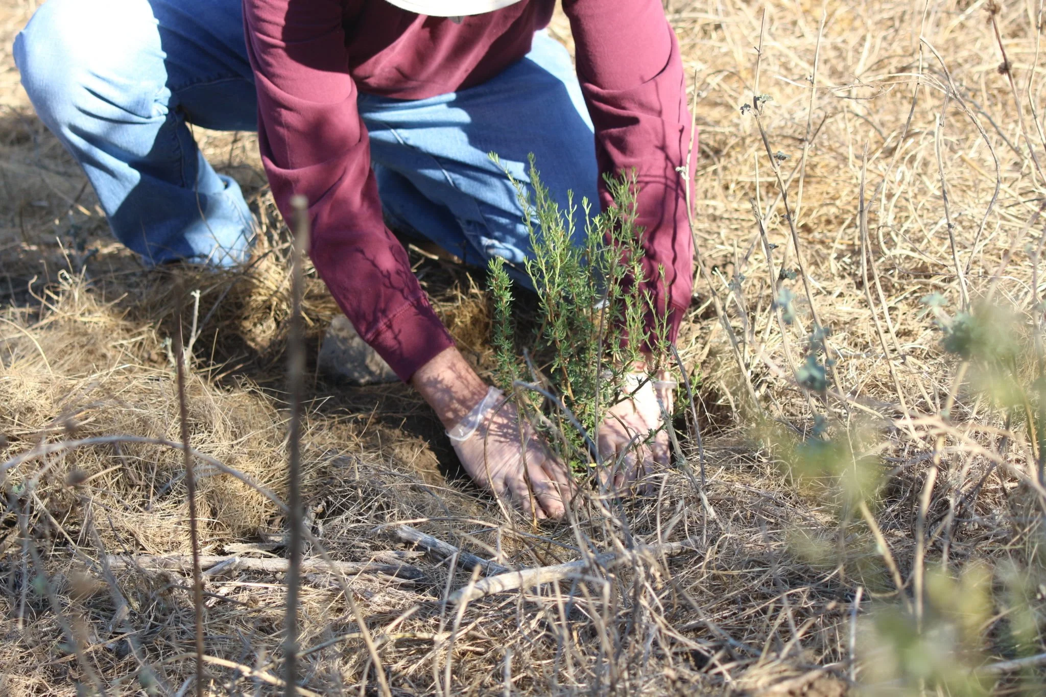 Person kneeling on dry, brown grass, tending to a small green plant outdoors.