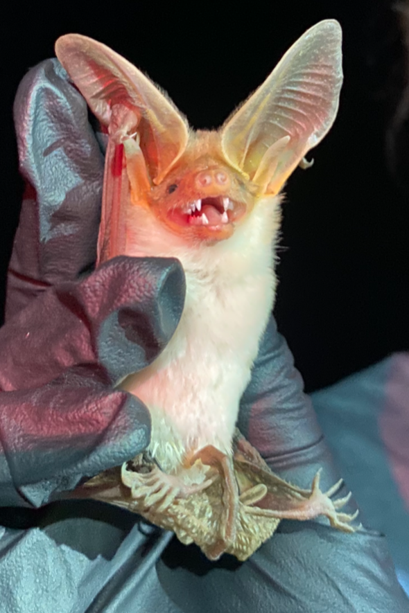 image shows biologist handling bat under proper guidelines