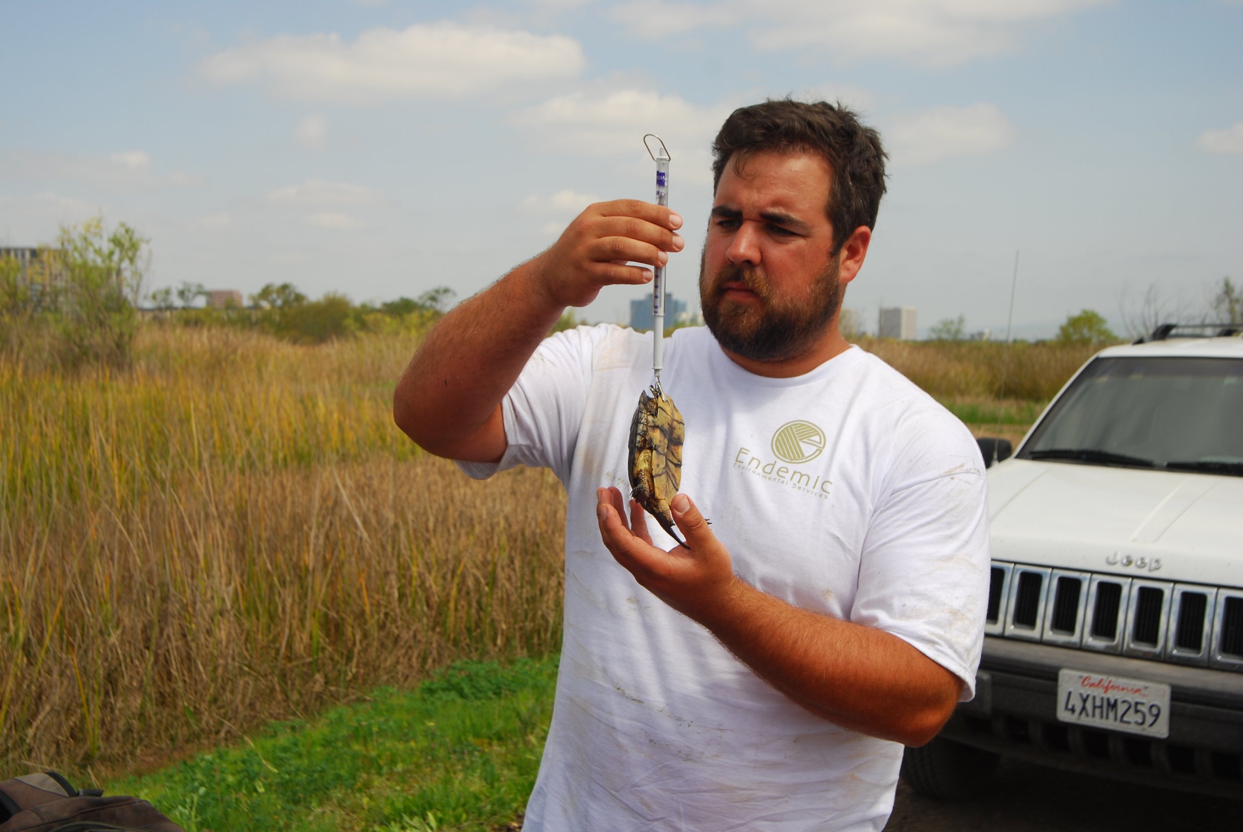image of person weighing southwestern pond turtle