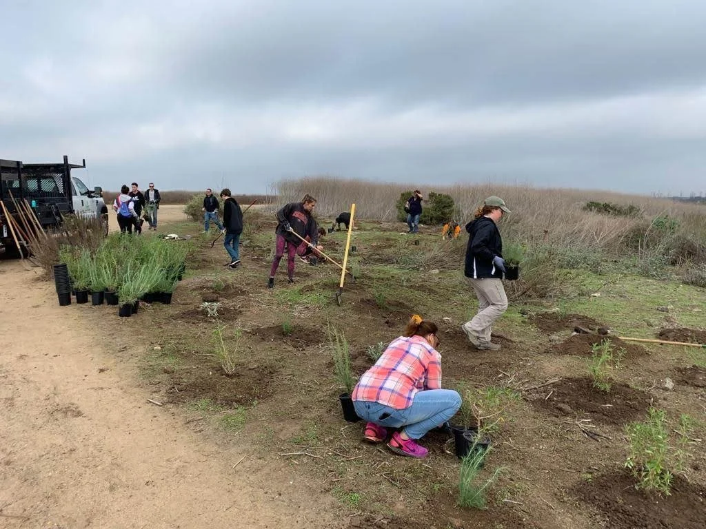 Group of people planting young plants and shrubs in a dirt field, with gardening tools and black pots nearby, under cloudy skies.