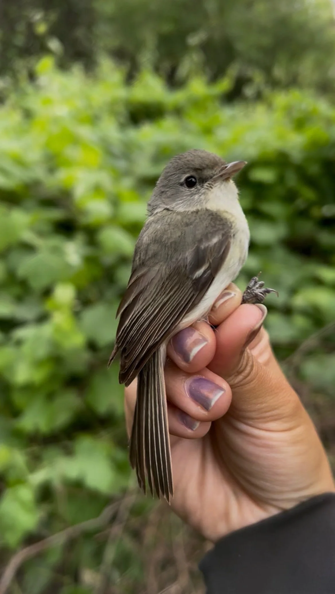 image of least bells vireo being handled with proper techniques and proper permits