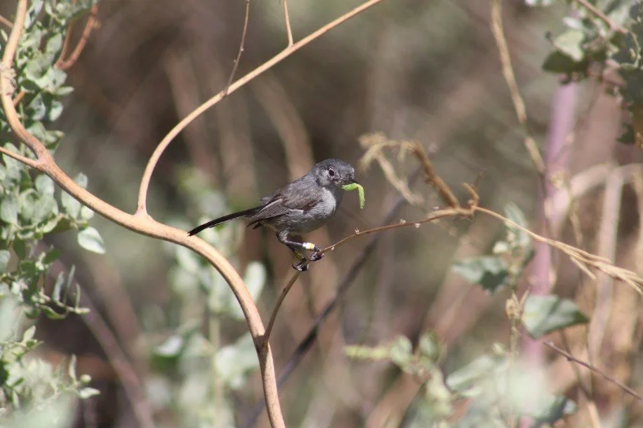 A small bird sitting on a thin branch holding a green leaf in its beak, surrounded by dense foliage.